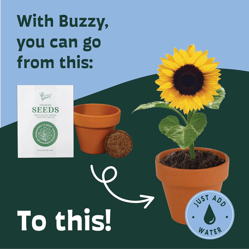 BUZZY Seeds Sunflower Grow Kit, Bulk 20-Pack - Mini Terracotta Pot Grow Set - Complete Indoor/Outdoor Gardening Kit