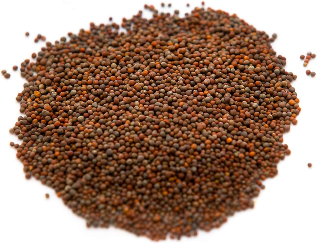 Broccoli Seeds for Sprouting & Microgreens | Waltham 29 Variety | Non GMO & Heirloom Seeds | Bulk 2.5 LB (40 oz)