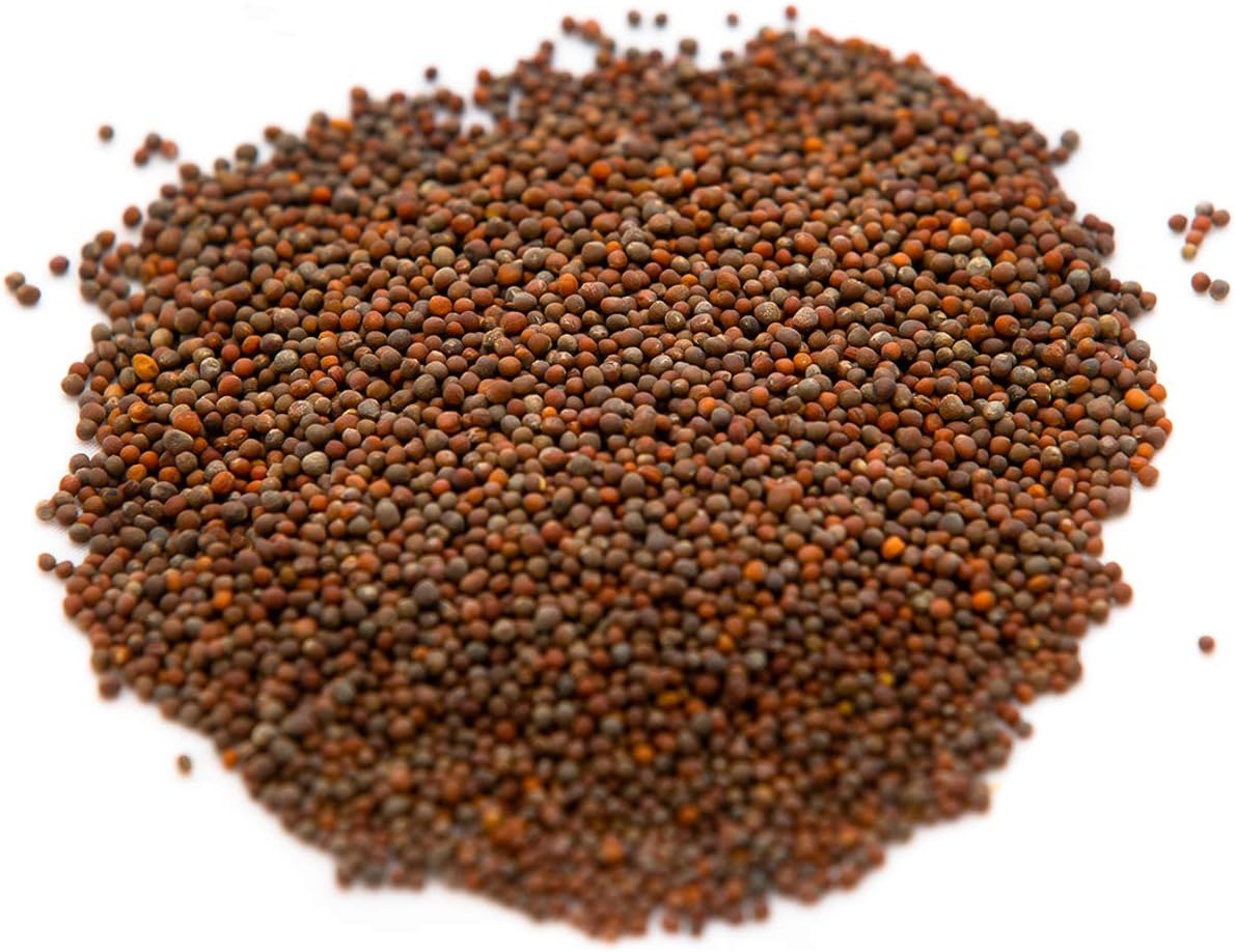 Broccoli Seeds for Sprouting & Microgreens | Waltham 29 Variety | Non GMO & Heirloom Seeds | Bulk 2.5 LB (40 oz)