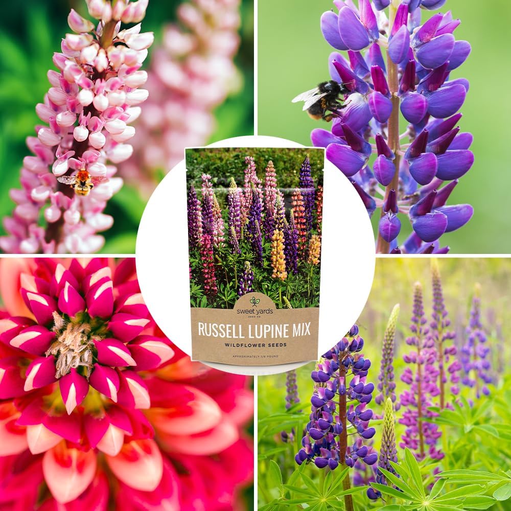 Russell Lupine Seeds – Bulk Quarter Pound Bag – Over 5,000 Open Pollinated Non-GMO Perennial Wildflower Seeds – Lupinus