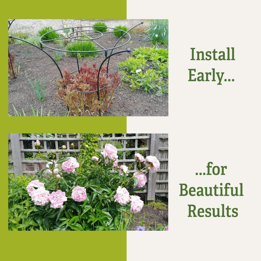 Gardener's Supply Company Essex Plant Support Frame for Peonies, Rose, Ornamental Flower Garden Cage - Wide Top Rings