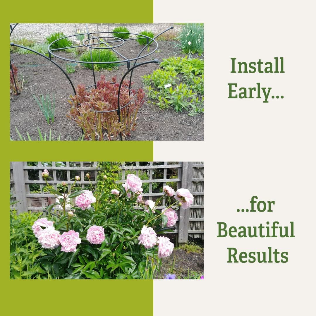 Gardener's Supply Company Essex Plant Support Frame for Peonies, Rose, Ornamental Flower Garden Cage - Wide Top Rings