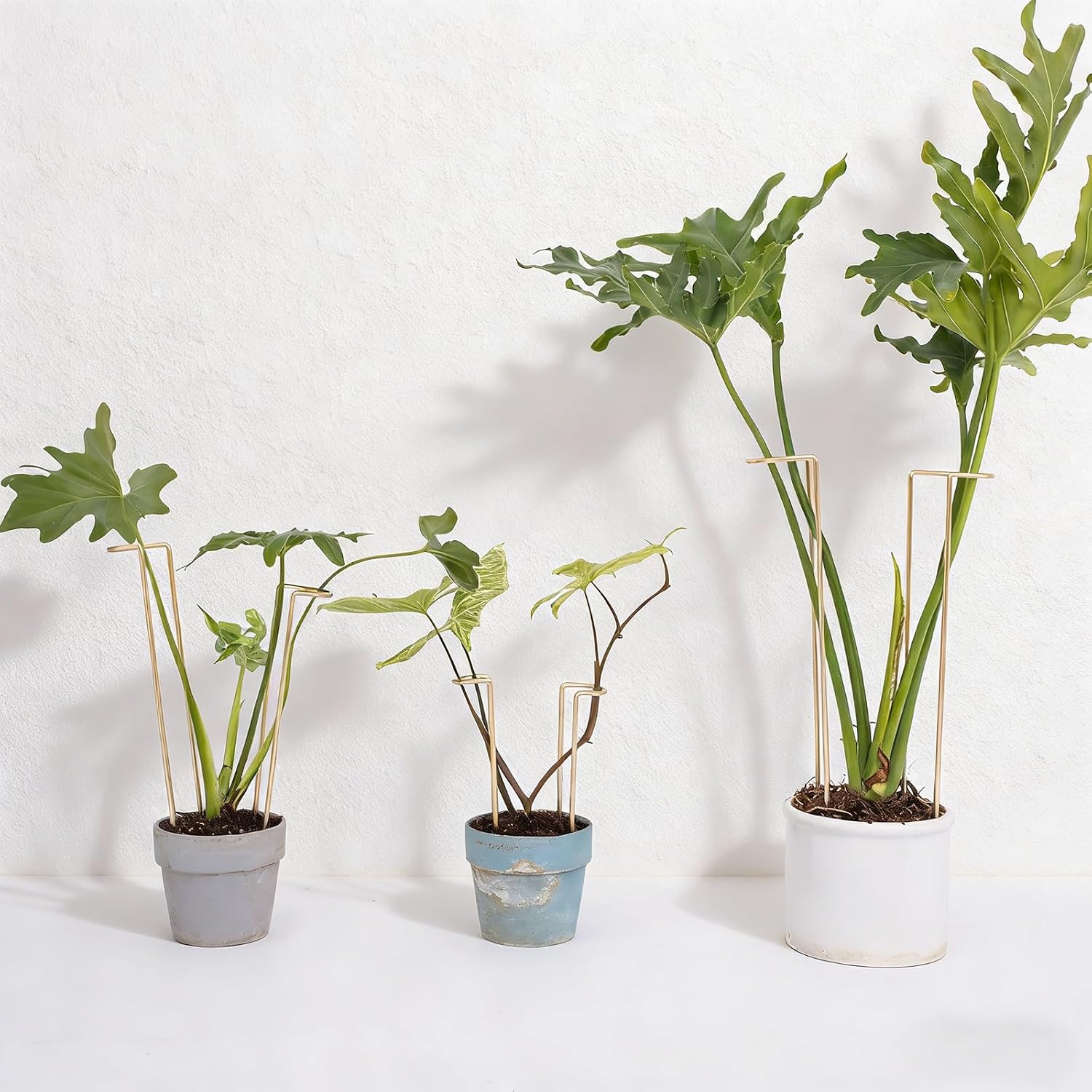 10 PCS Large Indoor Plant Stakes 15.5" Heavy Duty Metal Supports | Plant Supports for Outdoor & Indoor Plants, Durable
