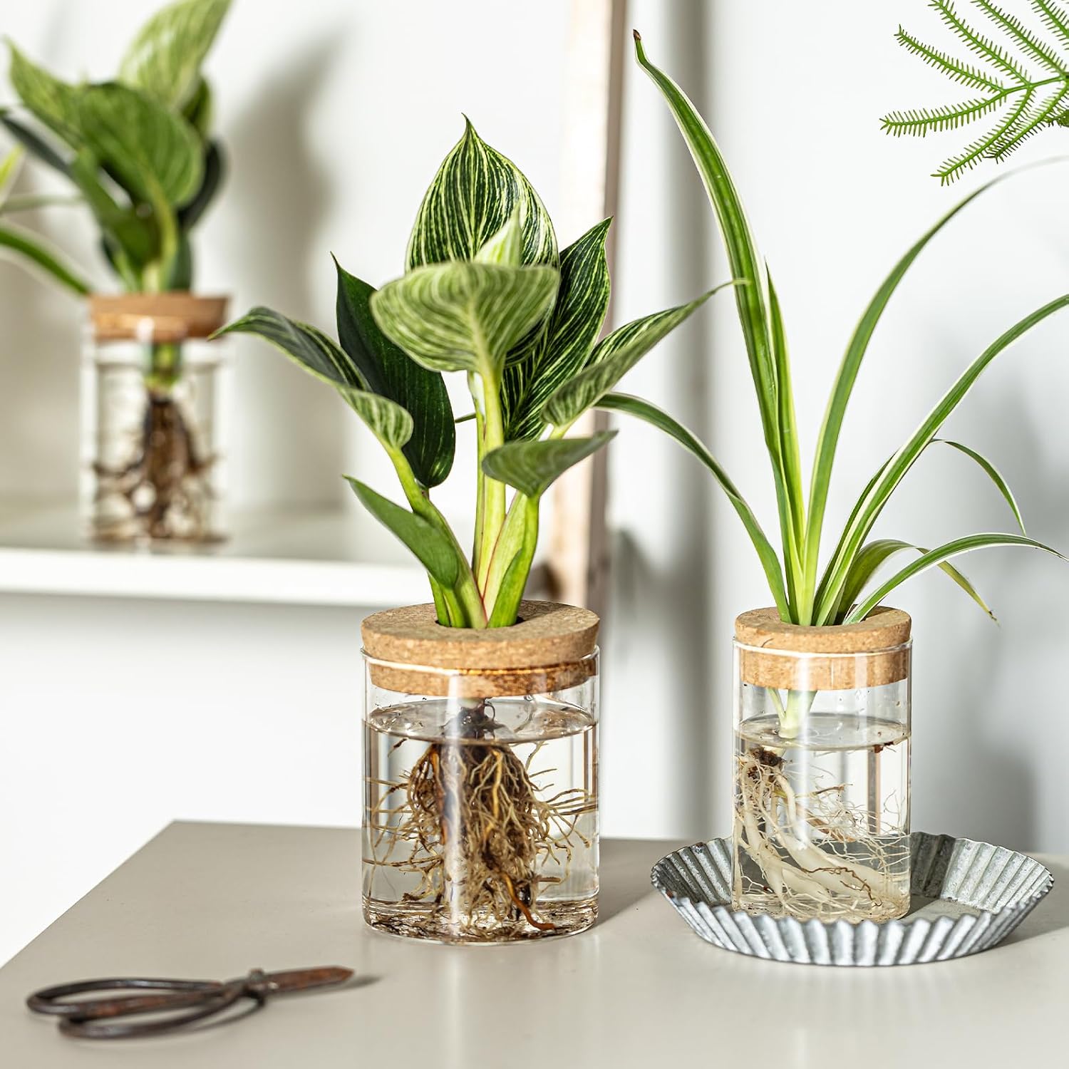 Glass Propagation Stations for Plants -Desktop Flower Vases,Propagation Flower Vases Set – 2 Large & 2 Small for Plant