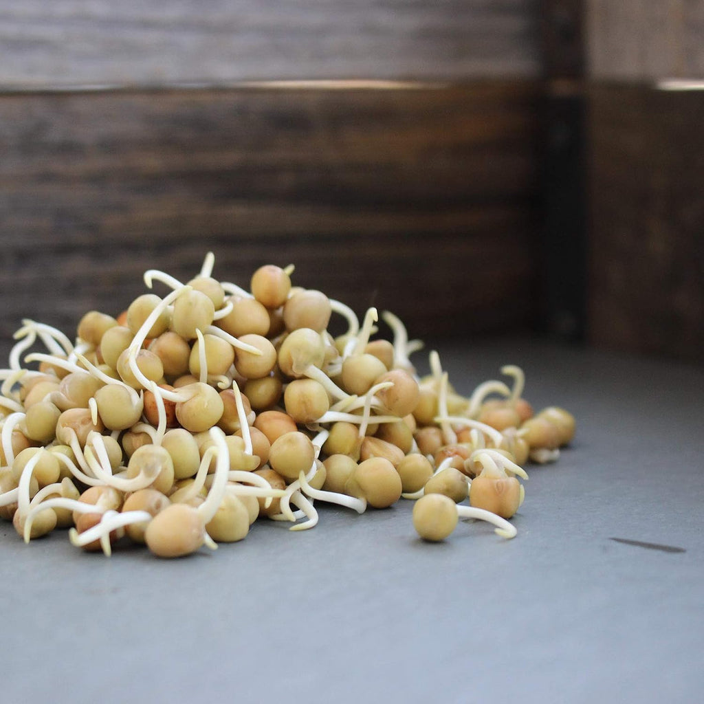 Mountain Valley Seed Co Dun Pea Seeds – 5 LB Bulk Non-GMO, High-Germination | Microgreens, Pea Shoots, Cover Crops