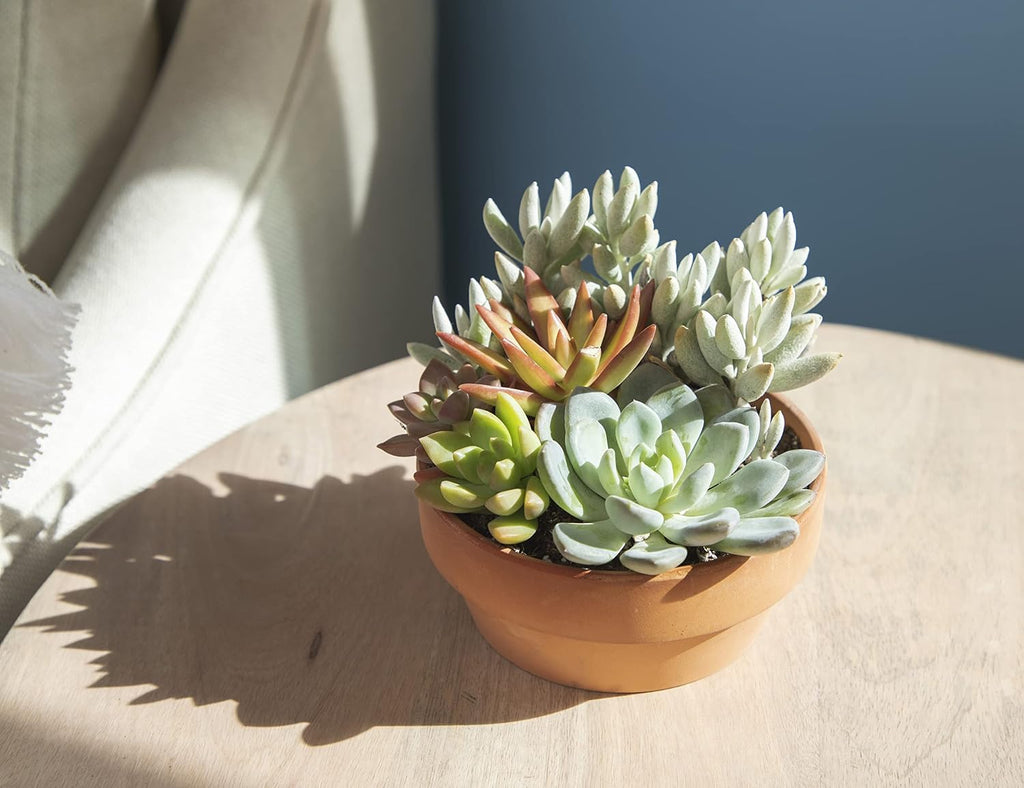 Live Succulents Assortment in Clay Pot, Garden Succulent Planter, Unique Gardening Gifts for Plant Lovers, Live