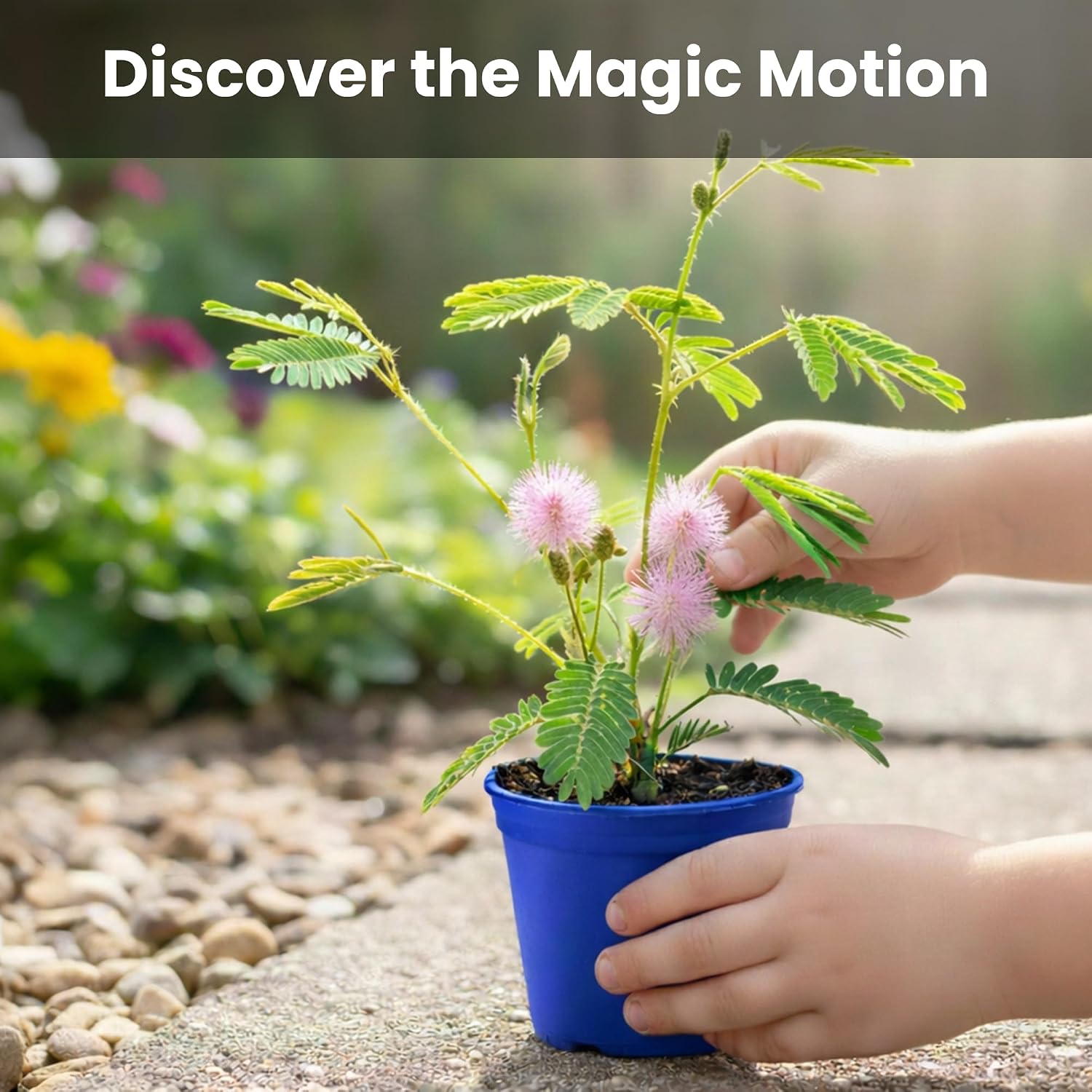 Deluxe Family Greenhouse Kit - Grow the Playful Plant that Closes Its Leaves When Tickled! Includes Mini Greenhouse, 3