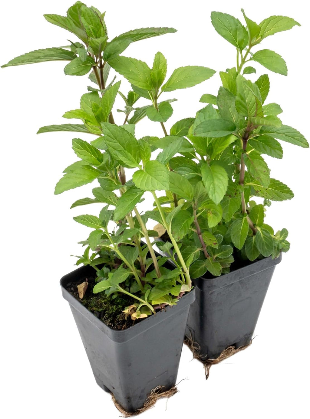 6 Chocolate Mint | Live Plants in 2.5-inch Nursery Cubes | Mentha x piperita f. citrata Chocolate Variety | Easy-Care