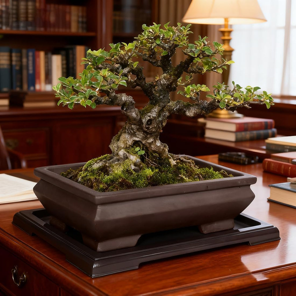MUZHI Unglazed Ceramic Bonsai Pot with Drainage Tray, Rectangle Vintage Brown Bonsai Planter with 4 Raised Feet for