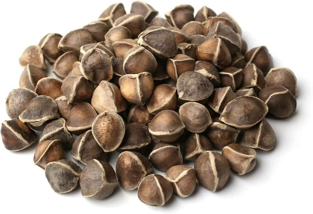Moringa Seeds Wingless 3 lbs. - PKM1 Variety - Edible Snacking - Planting - Moringa Oleifera - Malunggay - Semillas De