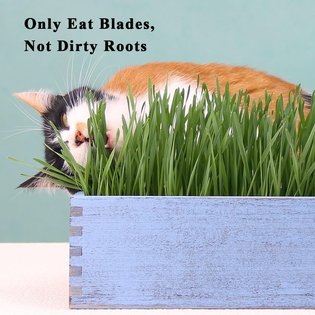 Wooden Cat Grass Planter (no Seeds Included) for Indoor Cats | Anti-Digging Design, Removable Plastic Liner, Easy to