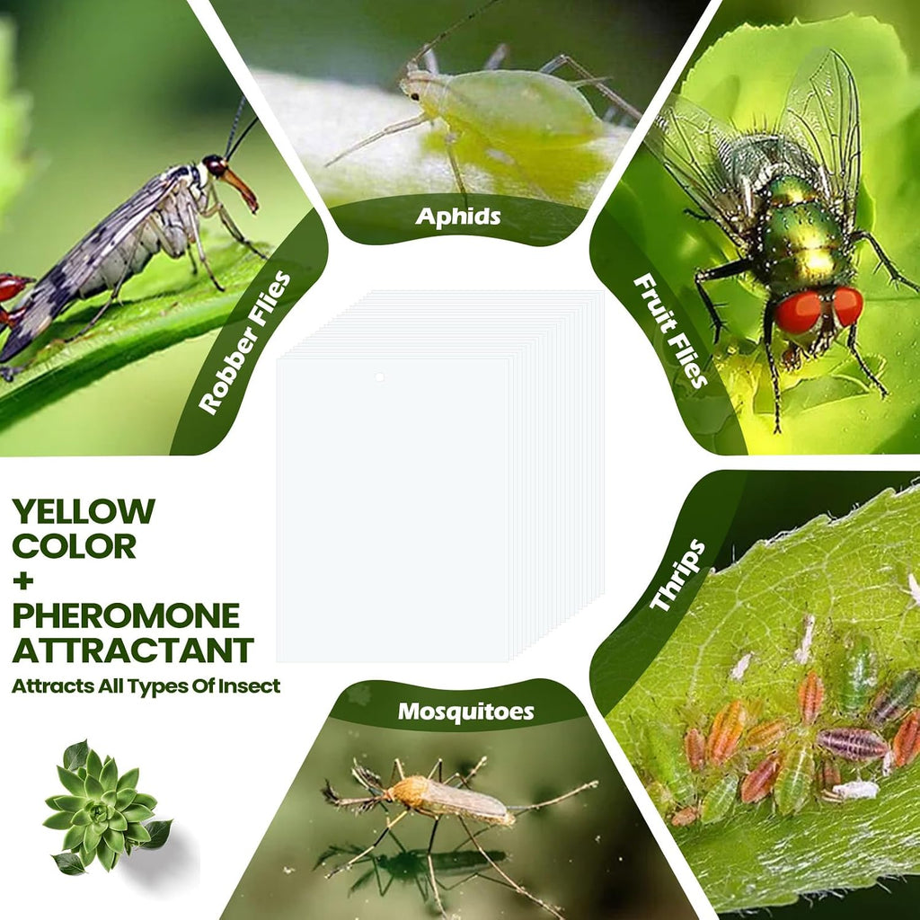 Qualirey 20 Pcs Yellow Sticky Traps 6x8in for Gnats Indoor | Dual-sided for Fungus Gnats Fruit Flies Whiteflies Thrips