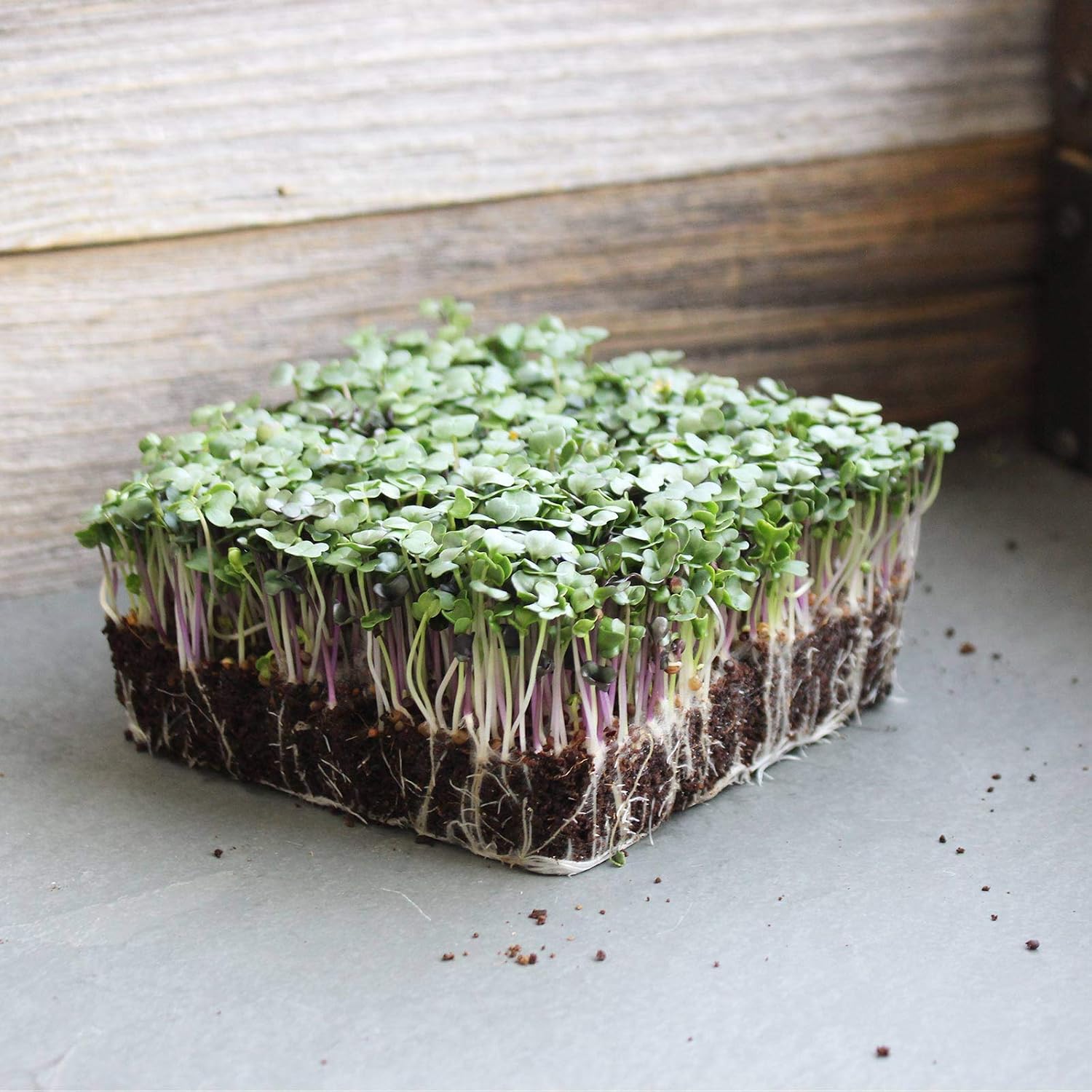 Mountain Valley Seed Co Spicy Micro Salad Mix Microgreens Seeds 1 Lb | Non-GMO Seed Blend: Broccoli, Kale, Mustard