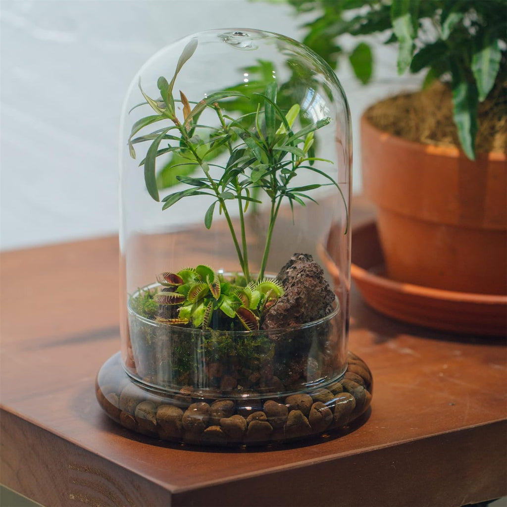 NCYP Glass Cloche Dome with Air Hole and Base, 5.9 x 5.9 x 8.2 Inches, Clear Terrarium Planter for Venus Flytrap, Small