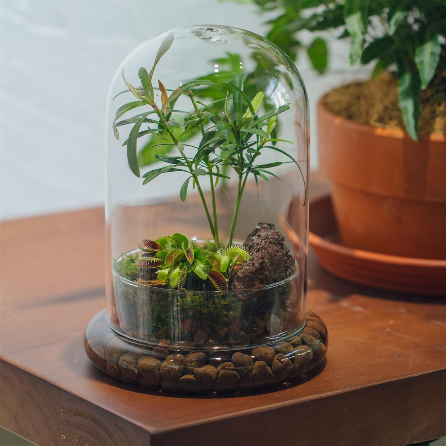NCYP Glass Cloche Dome with Air Hole and Base, 5.9 x 5.9 x 8.2 Inches, Clear Terrarium Planter for Venus Flytrap, Small