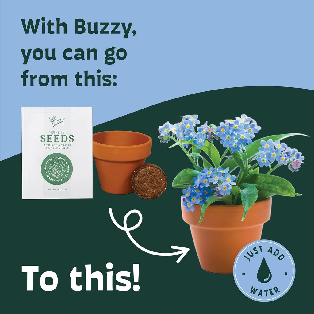BUZZY Seeds Forget-Me-Not Grow Kit, Bulk 20-Pack - Mini Terracotta Pot Grow Set - Complete Indoor/Outdoor Gardening Kit
