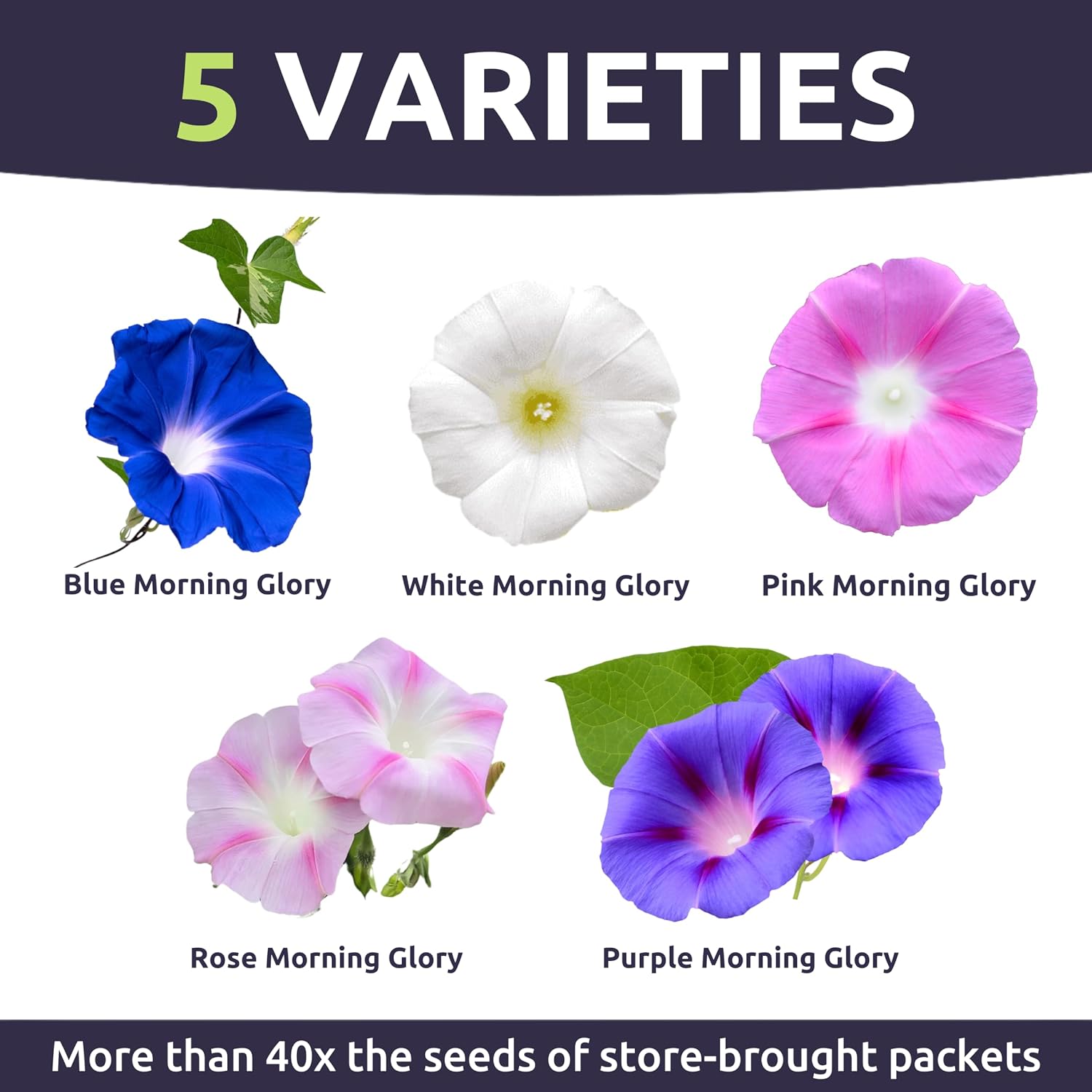 Morning Glory Tall Mix - Bulk 1/4 Pound Pouch - 3,000 Flower Seeds for Planting - Ipomoea purpurea