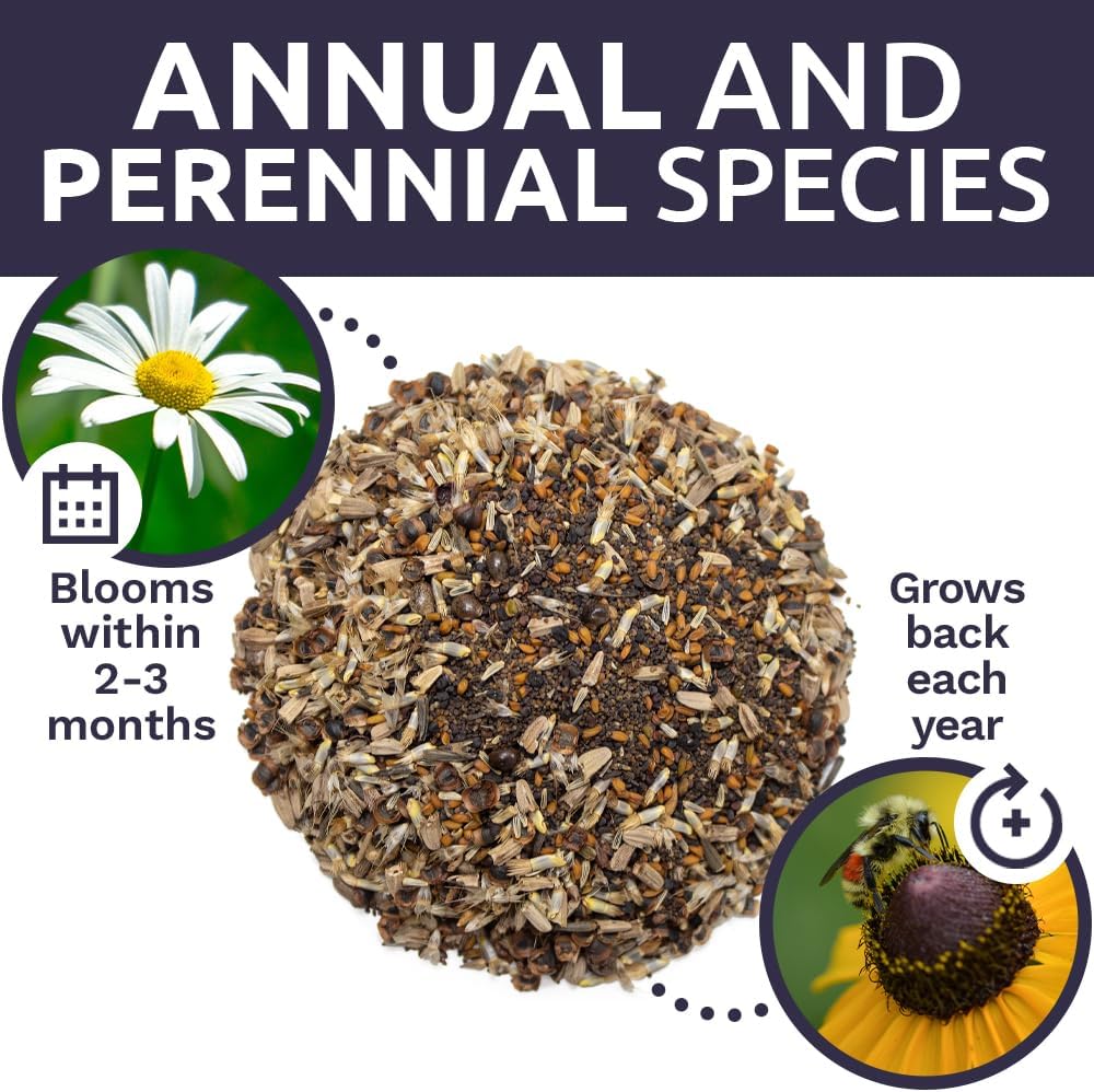 Northeast Wildflower Seed Regional Mixes - Bulk 1/4 Pound Bag - Over 30,000 Native Seeds - Open Pollinated and Non GMO