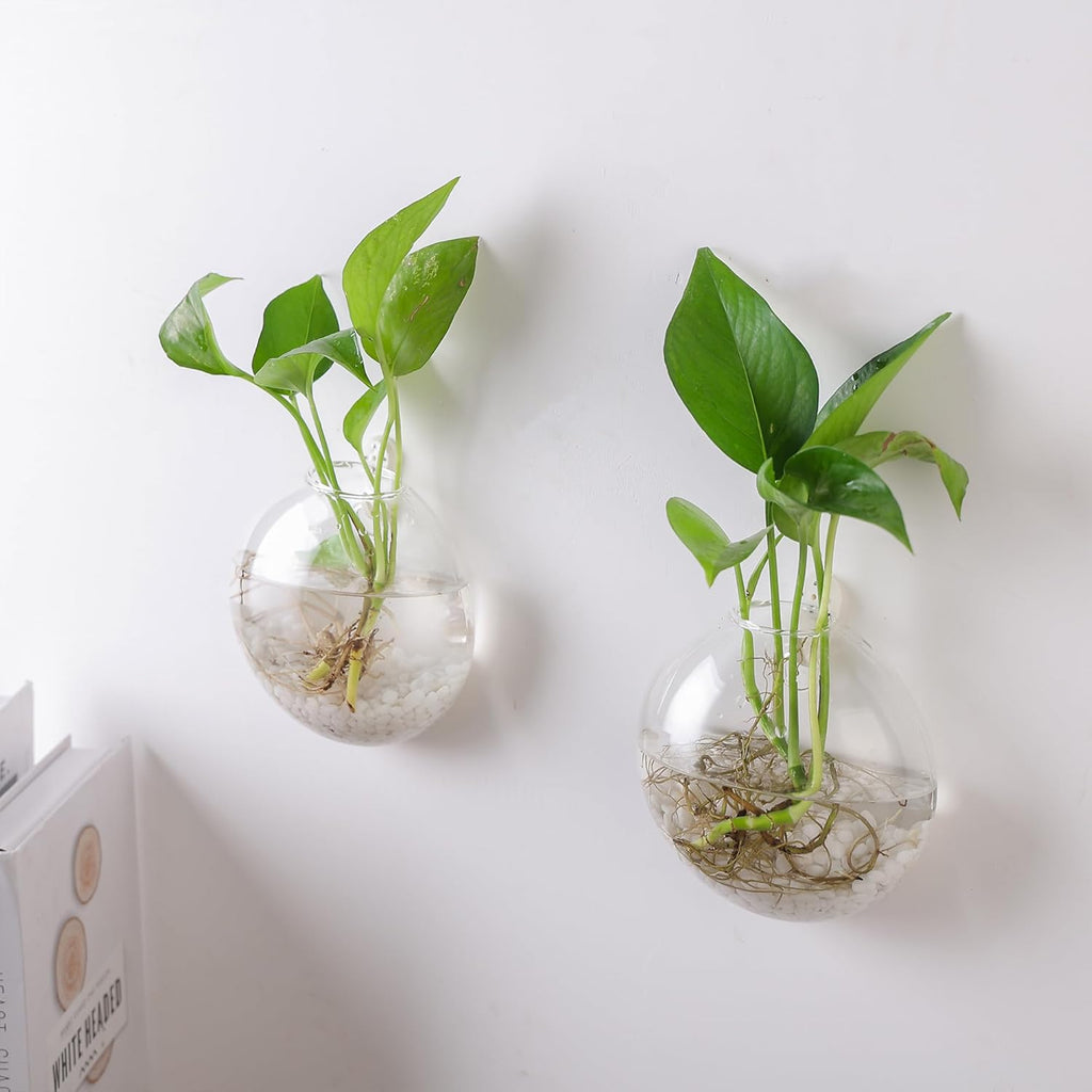 Wall Propagation Planters 6 Pack Wall Glass Planters Wall Plant Holder | Glass Wall Vase, Indoor Hydroponic Decor