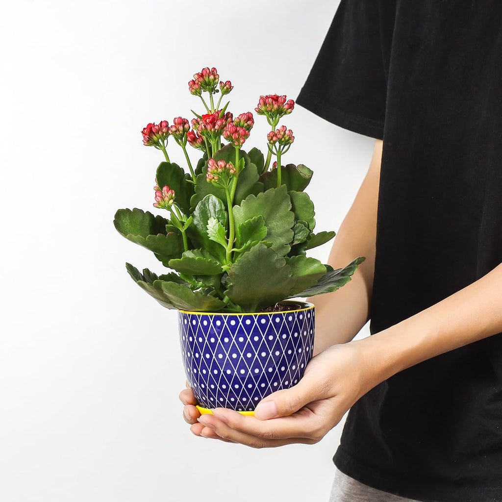 Selamica Ceramic Plant Pots, 4.6 Inch Flower Pots for Indoor Plants, Succulent Pots with Drainage Hole & Saucer