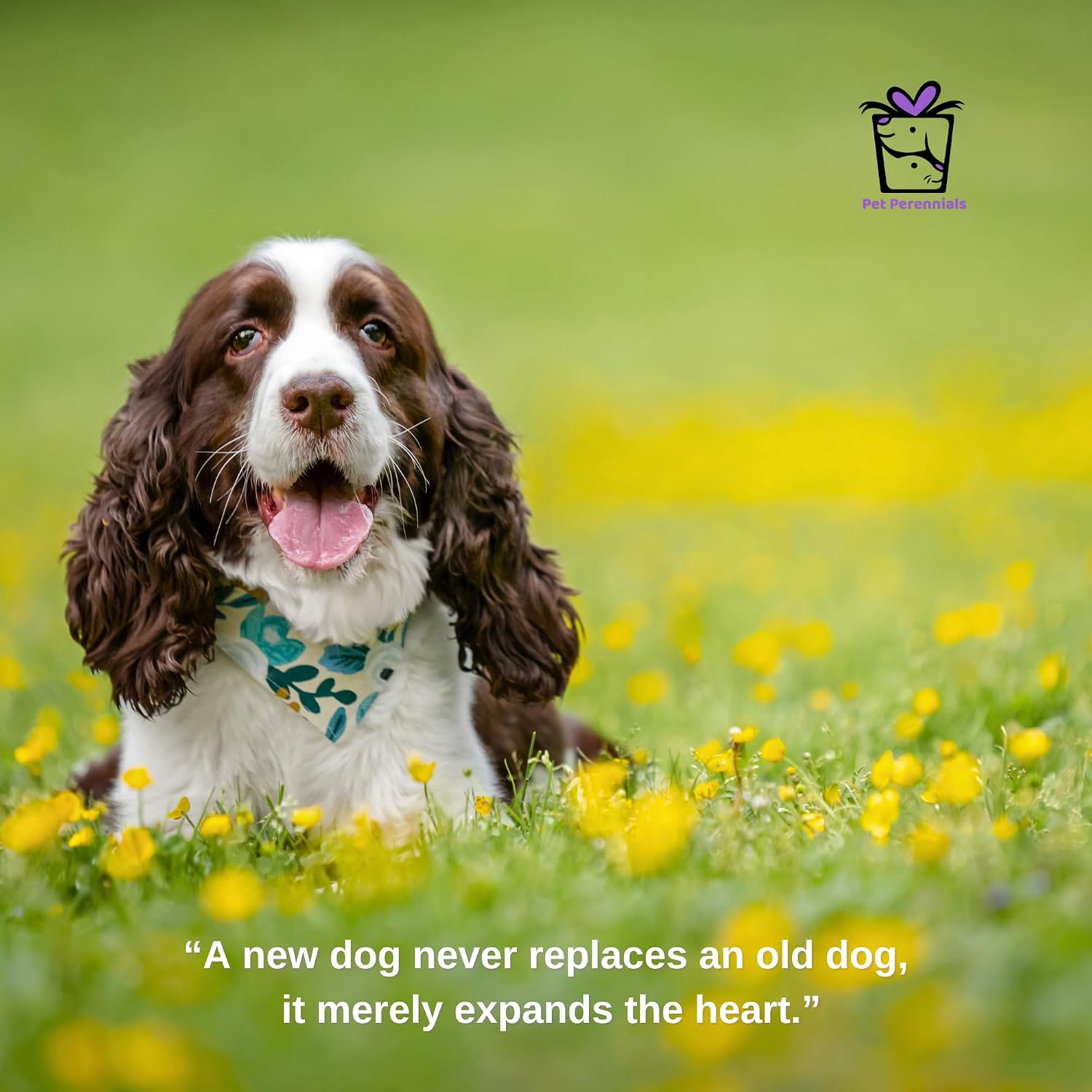 Pet Perennials Memorial Wildflower Garden DIY Kit Creates Seed Wafers Pet Loss Gift