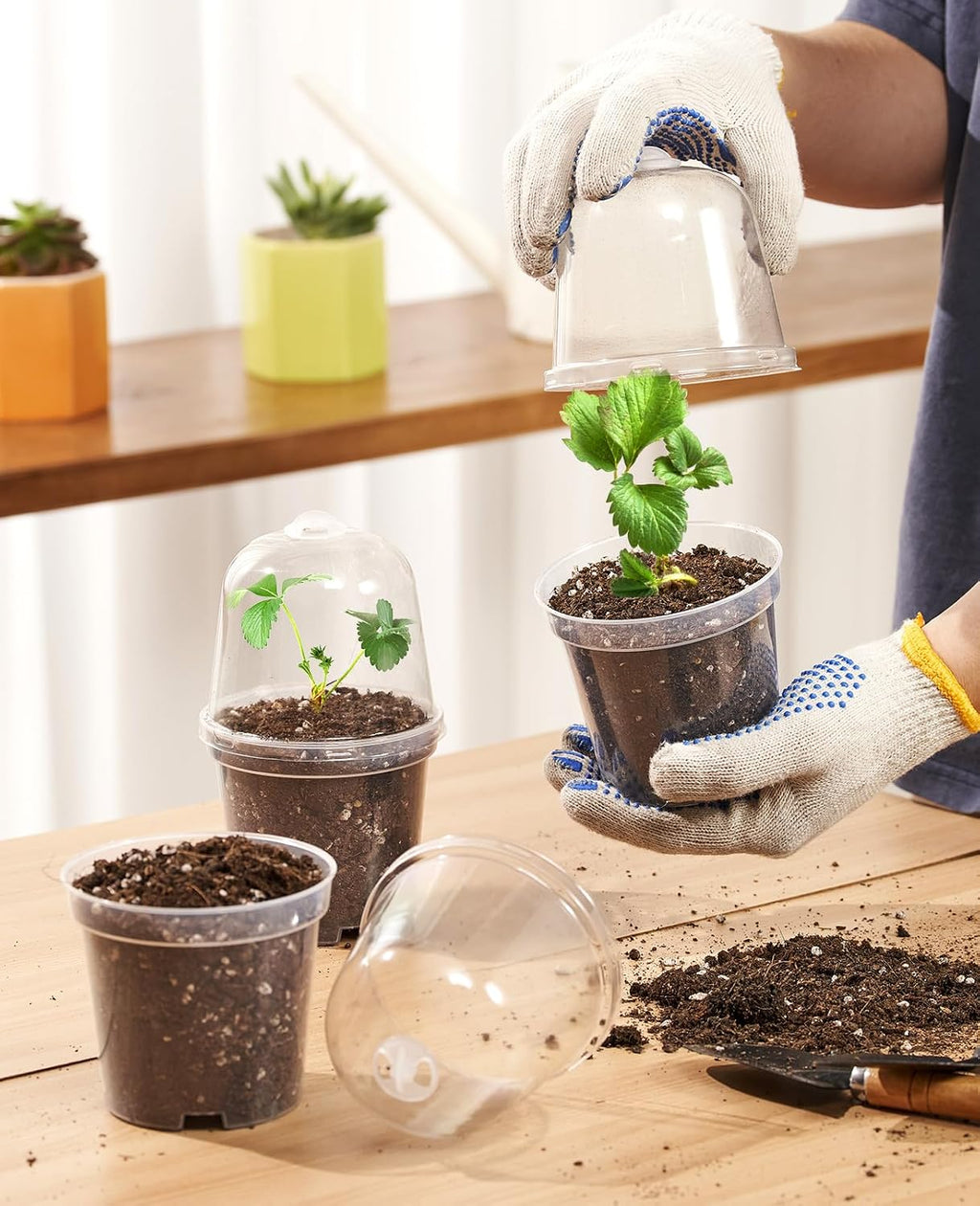 3/4/5 Inch Clear Nursery Pots with Domes for Propagation (15 Pcs) | Unique drainage holes and raised bases improve