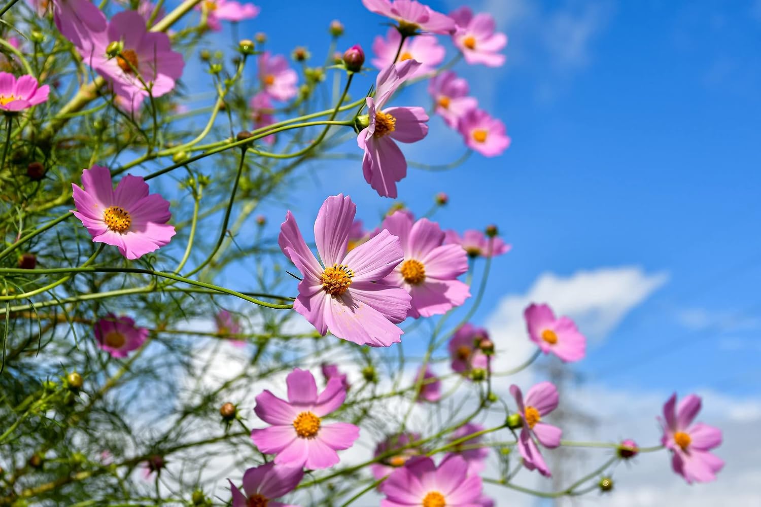 Black Duck Set of 500 Flower Seed Packets! Flower Seeds in Bulk - Best Value Seeds - Great for Classrooms, Beginner