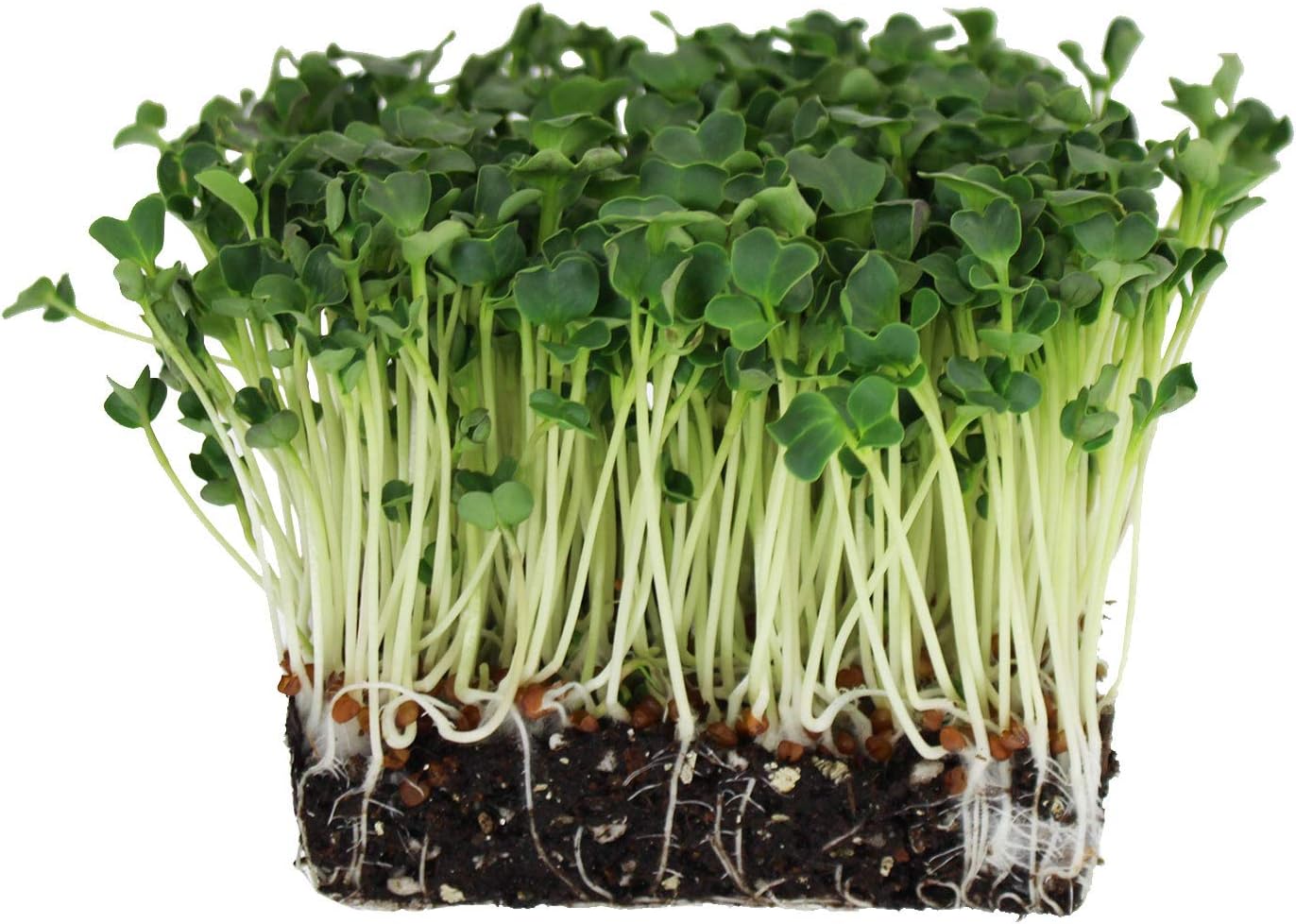 Handy Pantry Handy Pantry Organic Radish Sprouting Seeds 4.5 Lb Non-GMO | Daikon Radish Seed - Bulk Radish Seeds for