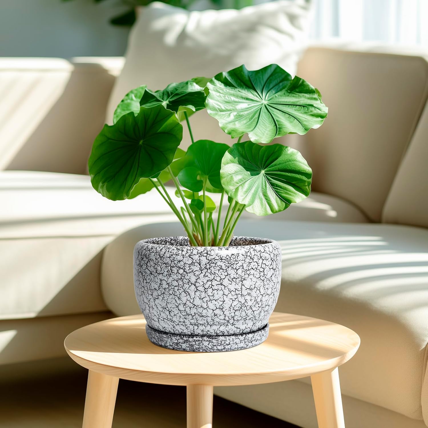 SQOWL 8 inch Plant Pot - Ceramic Planter with Drainage Hole and Saucer, Round Flower Pot for Indoor Plants, Decorative