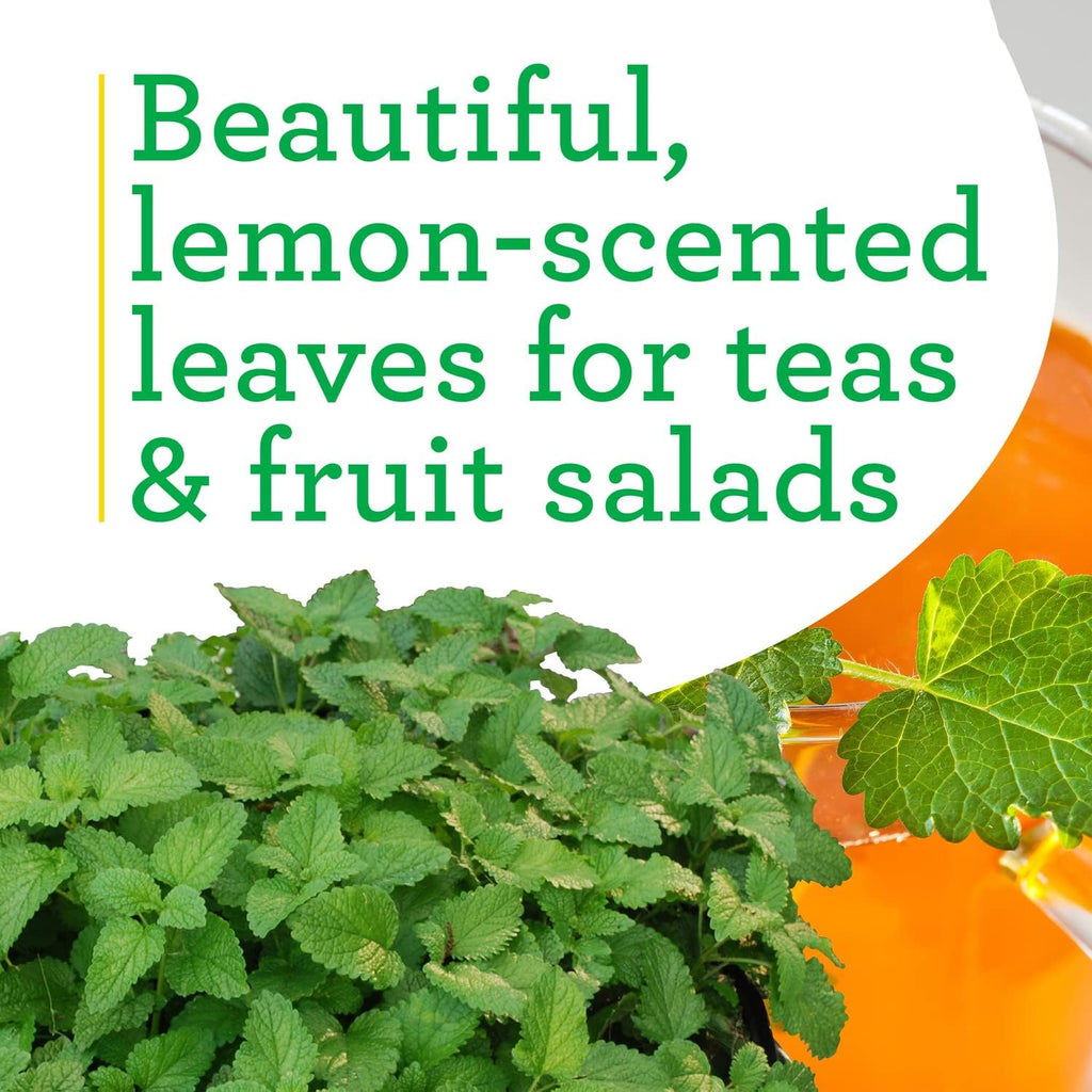 Bonnie Plants Lemon Balm Live Herb Plants - 4 Pack, Perennial In Zones 5 to 9, For Lemon Flavor In A Variety Of Dishes