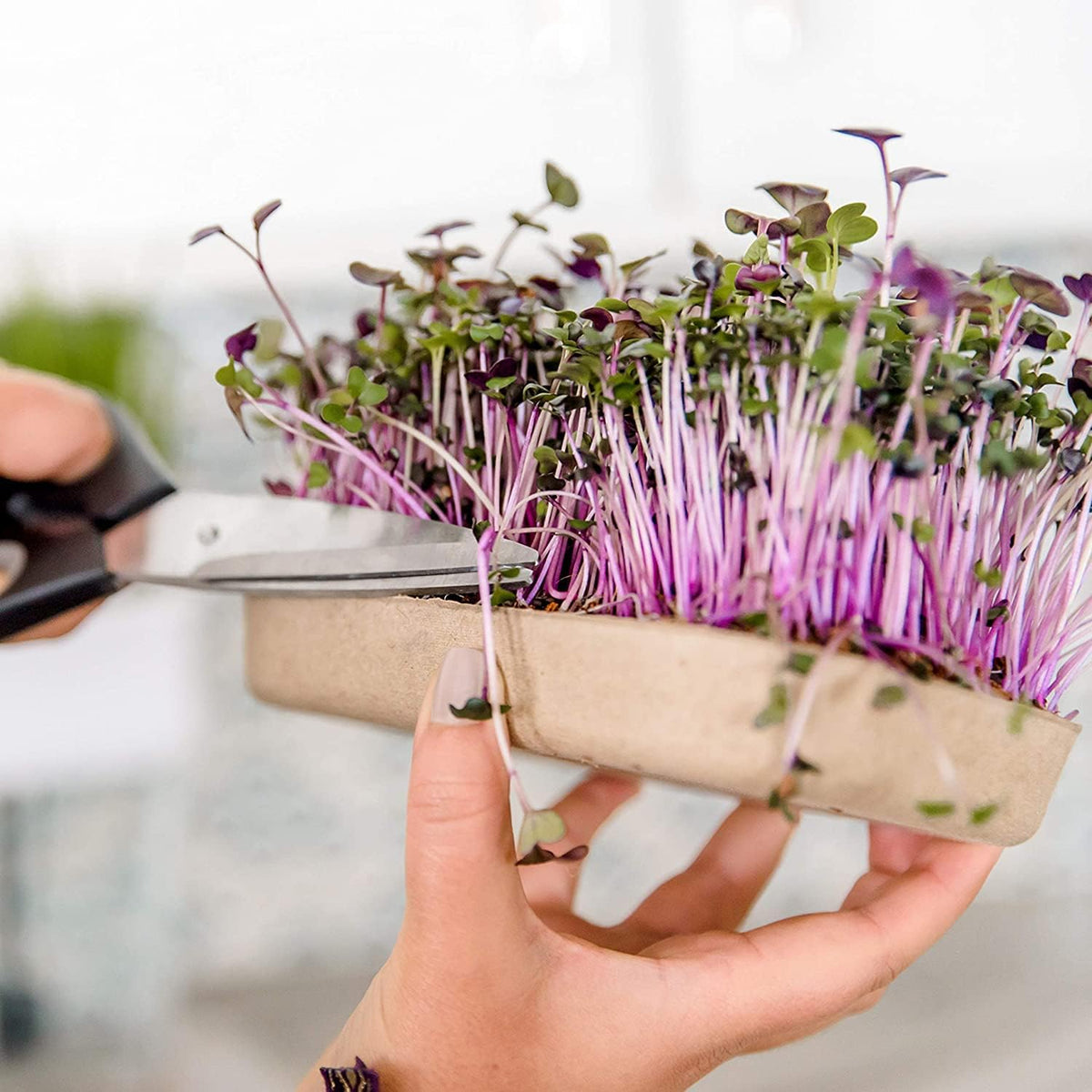 Back to the Roots DIY Microgreen Grow Kit, 6-Grow Variety Pack