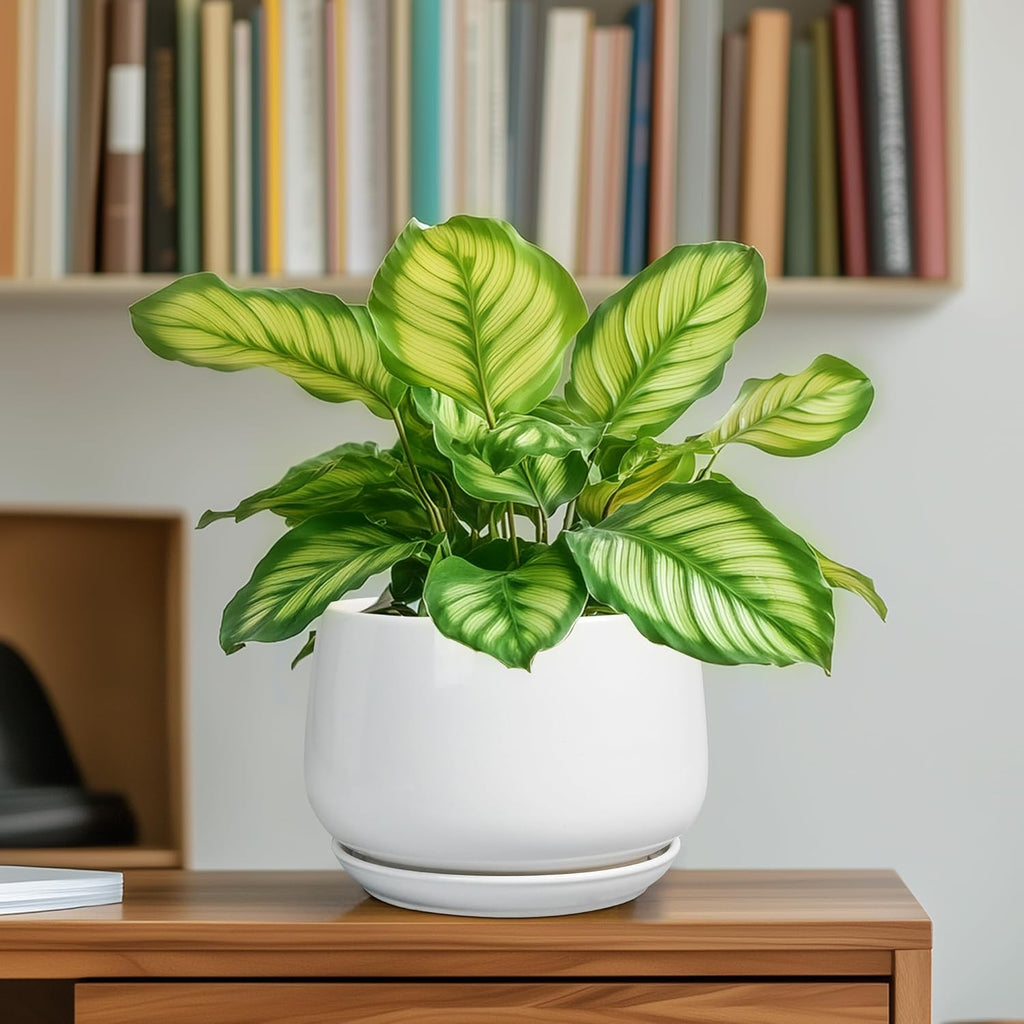 G EPGardening Ceramic Pots for Plants - 6 Inch Planter for Indoor Plants, Flower Pots with Drainage and Ceramic Tray