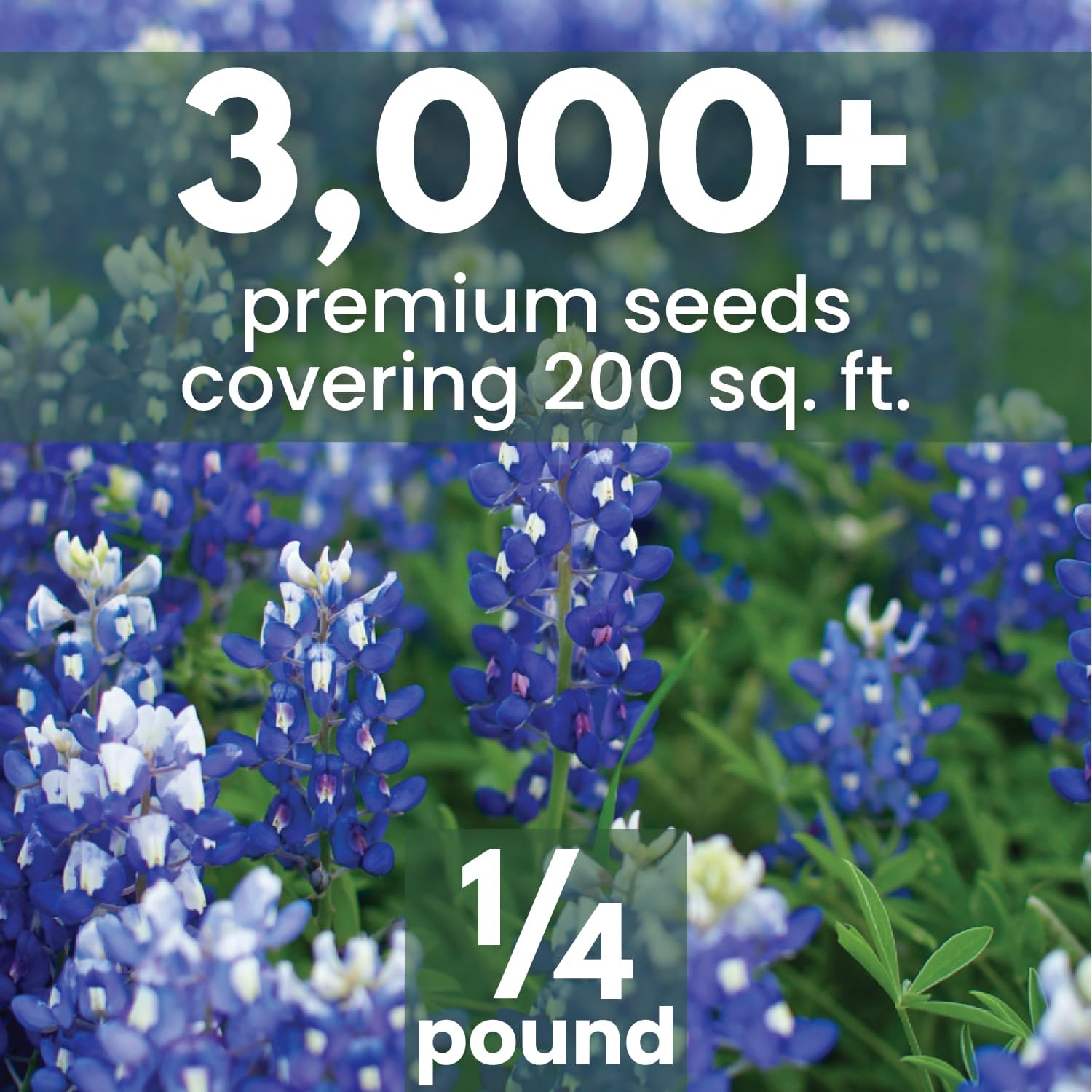 Texas Bluebonnet – 3,000 Seeds for Planting – 2026 Season – 4 Ounce Pouch