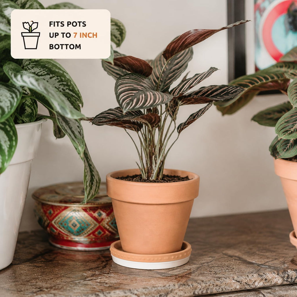 YBX 8-inch Plant Saucer Premium Terracotta Saucer Round Ceramic Plant Trays, Pack of 2 (White/Terracotta) | Glazed