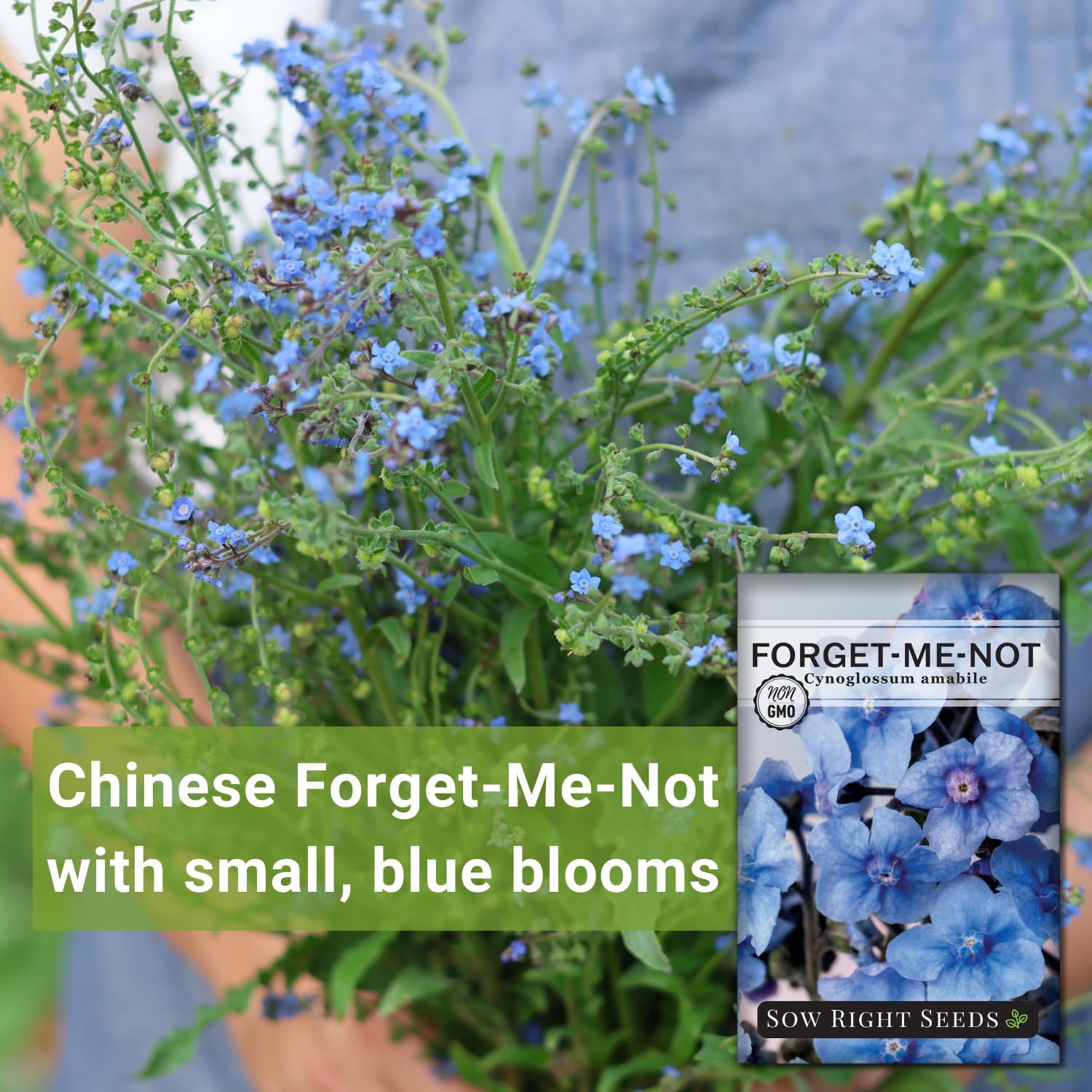 Sow Right Seeds - Chinese Forget-Me-Not Seed for Planting Flowers 25pk | Plant annual non-GMO heirloom for outdoor home