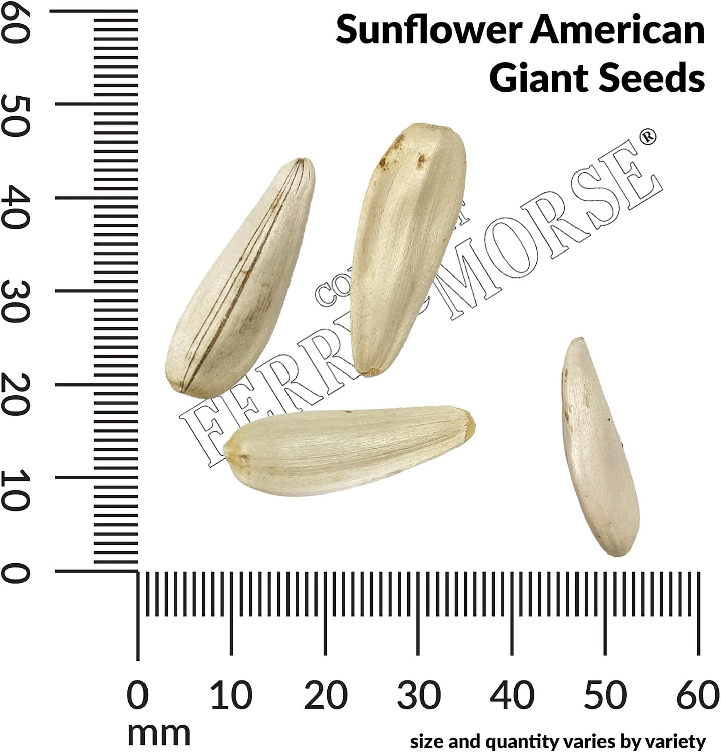 Ferry-Morse Online Edition Sunflower American Giant Hybrid Seed Multipack - 10 Pack