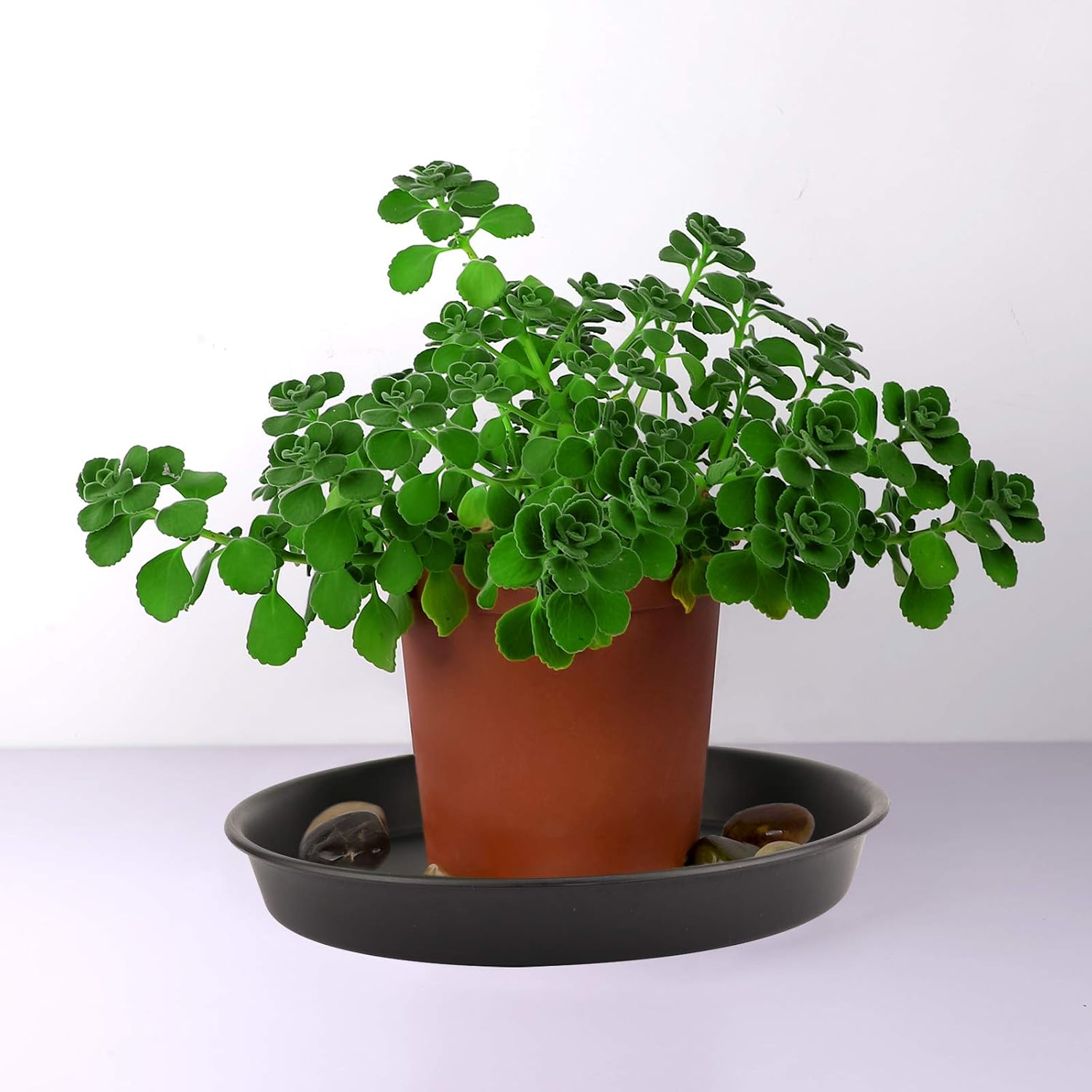 KEILEOHO 15 Pack 12 Inch Plant Saucer, Heavy Duty Round Plastic Plant Saucer with Plant Labels, Flower Plant Pot Tray