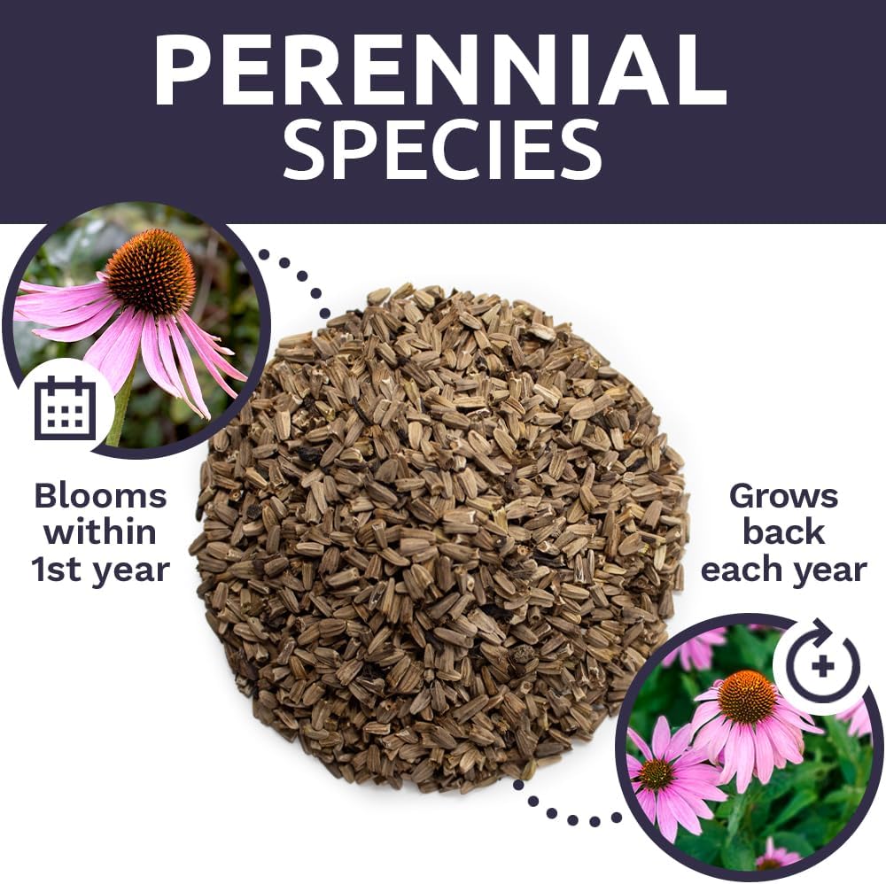 Purple Coneflower Seeds – Bulk Quarter Pound Packet – Over 12,000 Open Pollinated Non-GMO Wildflower Seeds – Echinacea