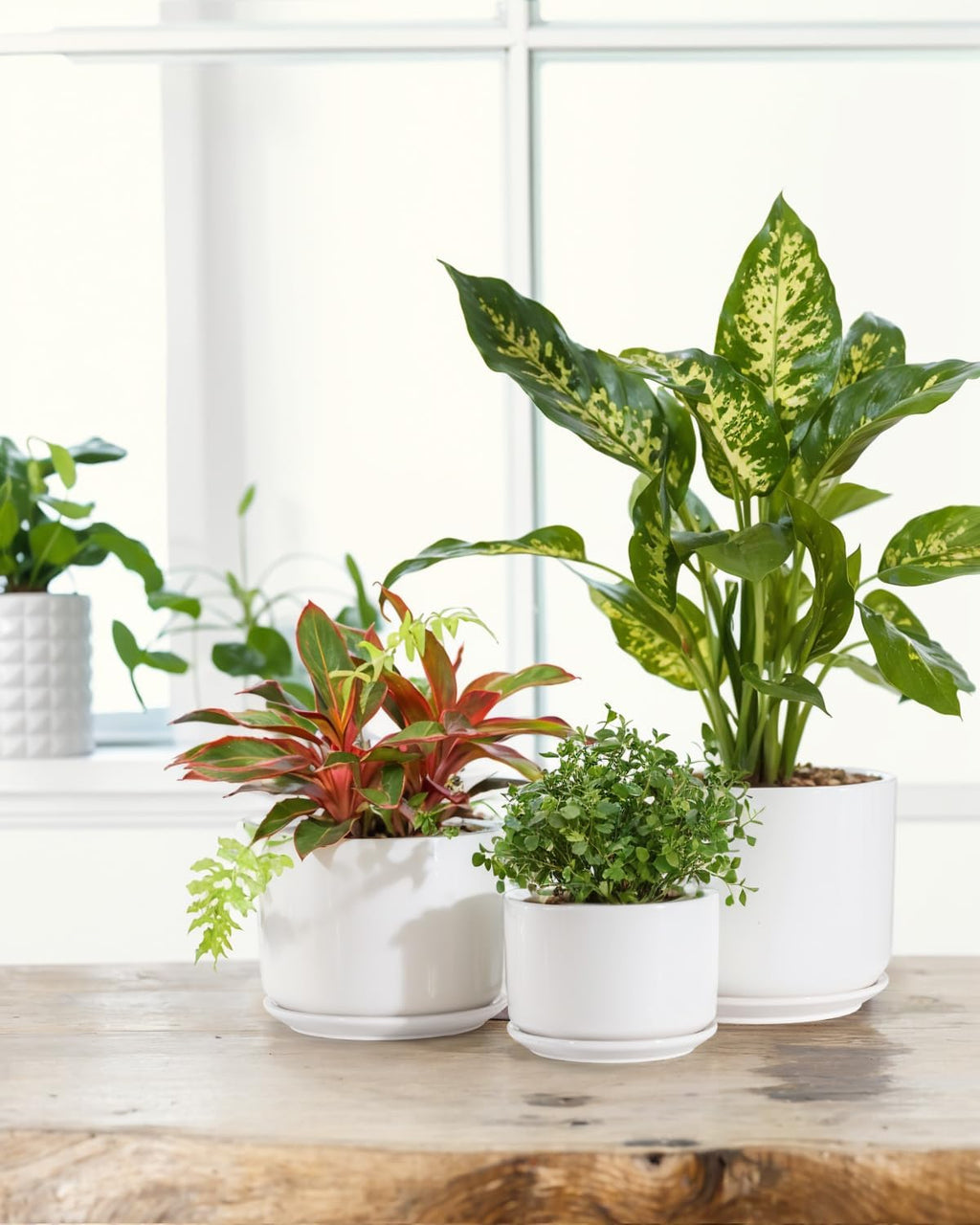 EFISPSS Plant Pots, 4+5+6 Inch Pots for Indoor Plants, Ceramic Planter Pot with Drainage Hole, Flower Pots for