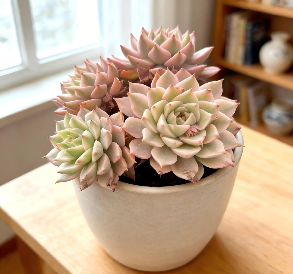 Live Houseplants Succulents – Echeveria Margaret Variegata with Succulent Care Accessories, Compact Live Plant for