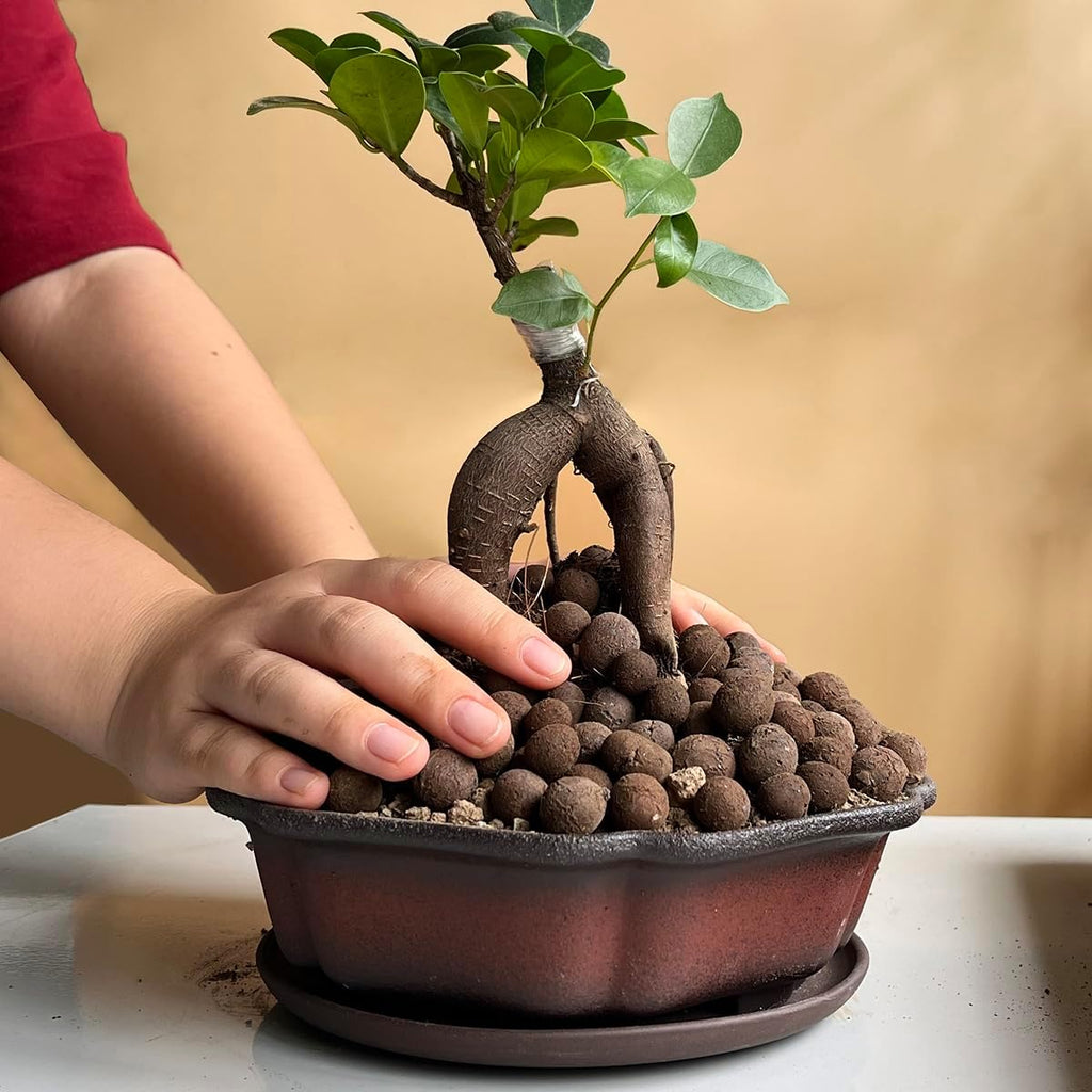 MUZHI 7.5” Unglazed Flower Shape Clay Bonsai Pot with Ceramic Saucer, Color Gradational Shallow Terracotta Planter for
