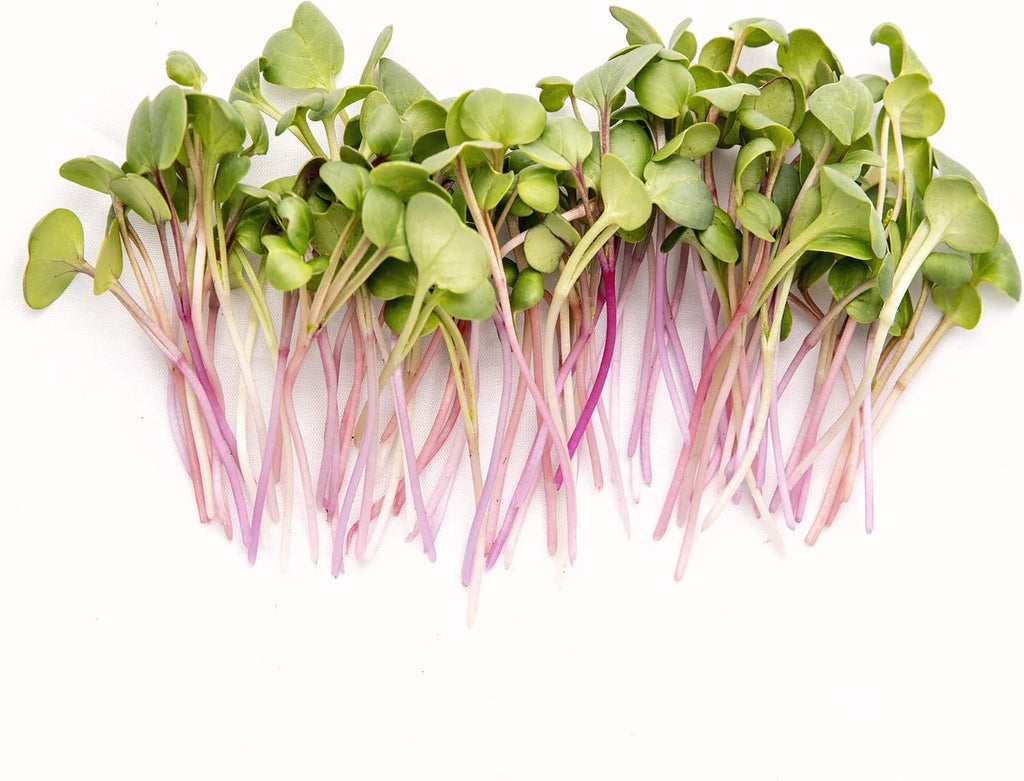 Spicy Microgreens Seed Variety Pack for Planting | Contains Super Spicy Microgreen Mix, Rainbow Radish Mix, Garden