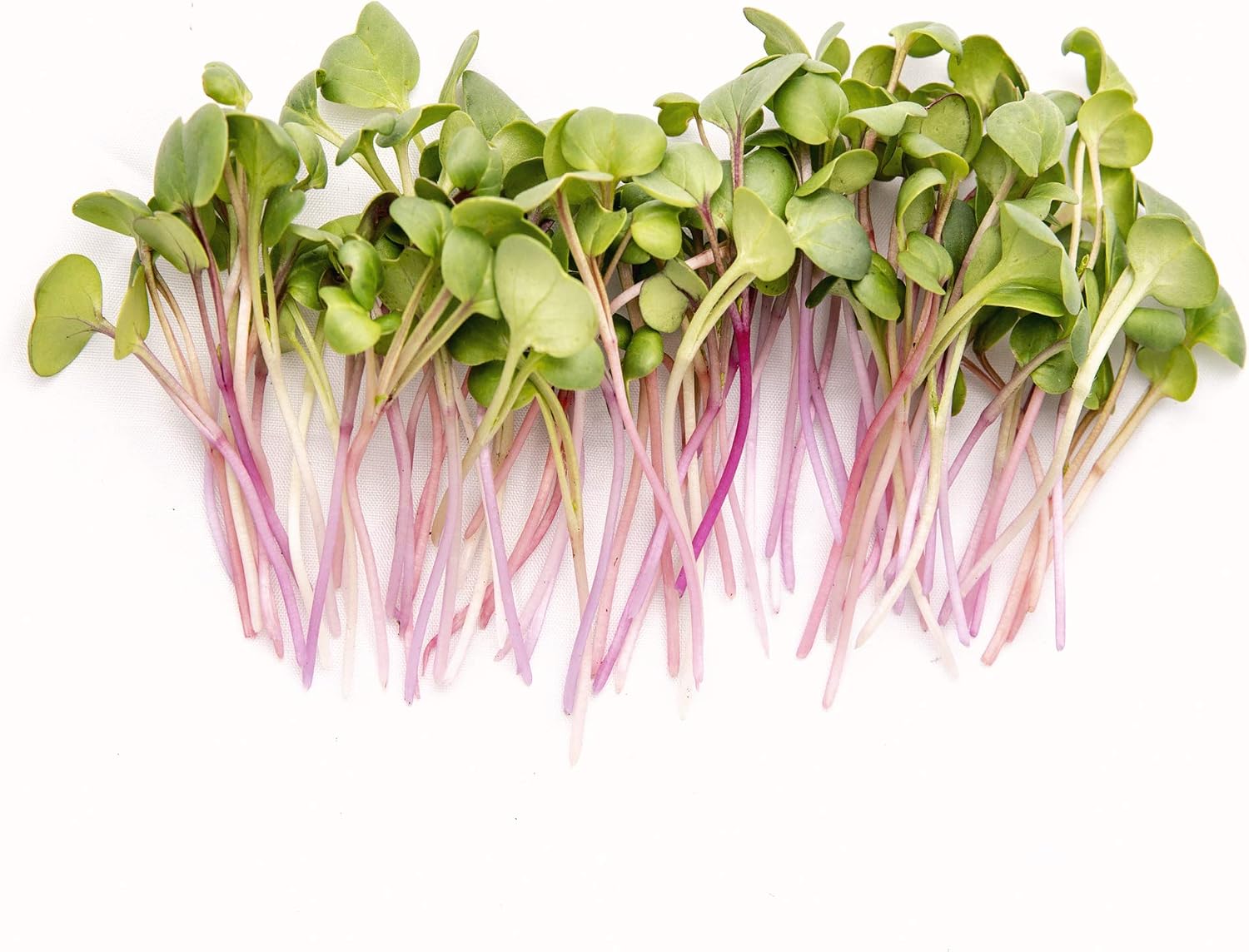 Spicy Microgreens Seed Variety Pack for Planting | Contains Super Spicy Microgreen Mix, Rainbow Radish Mix, Garden