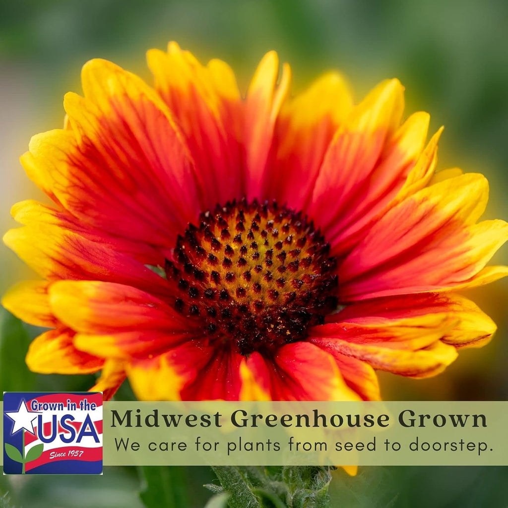 Clovers Garden Blanket Flower (Gaillardia) Arizona Sun Plants – Two (2) Live Plants – Non-GMO - Not Seeds - Each 4" to