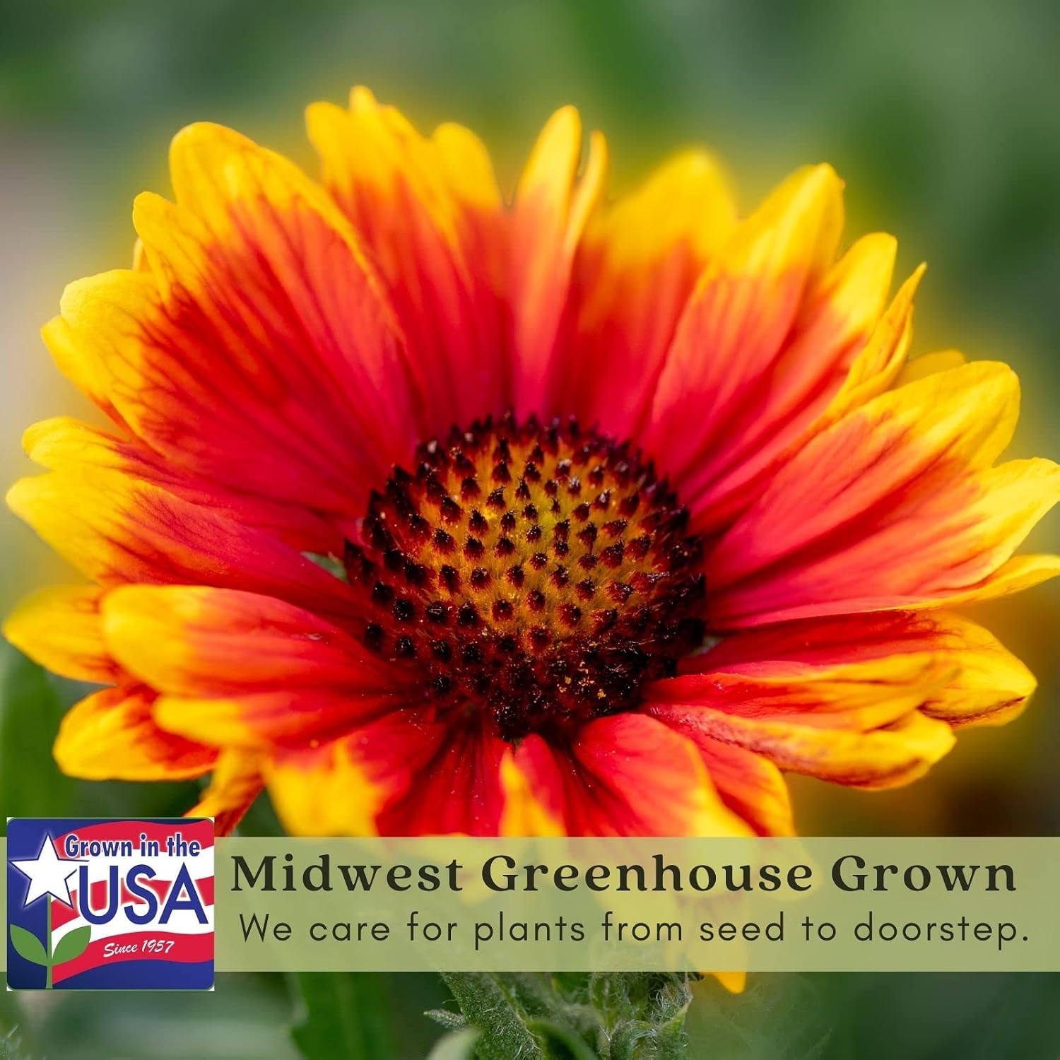 Clovers Garden Blanket Flower (Gaillardia) Arizona Sun Plants – Two (2) Live Plants – Non-GMO - Not Seeds - Each 4" to