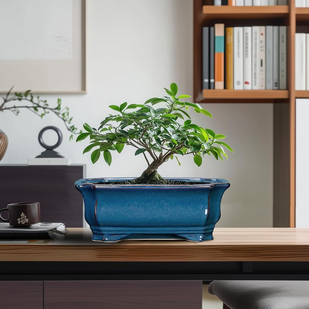 Bonsai Pots 11.6 Inch - Ceramic Succulent Pots with Drainage Hole, Rectangular Planter for Indoor Outdoor, Decorative