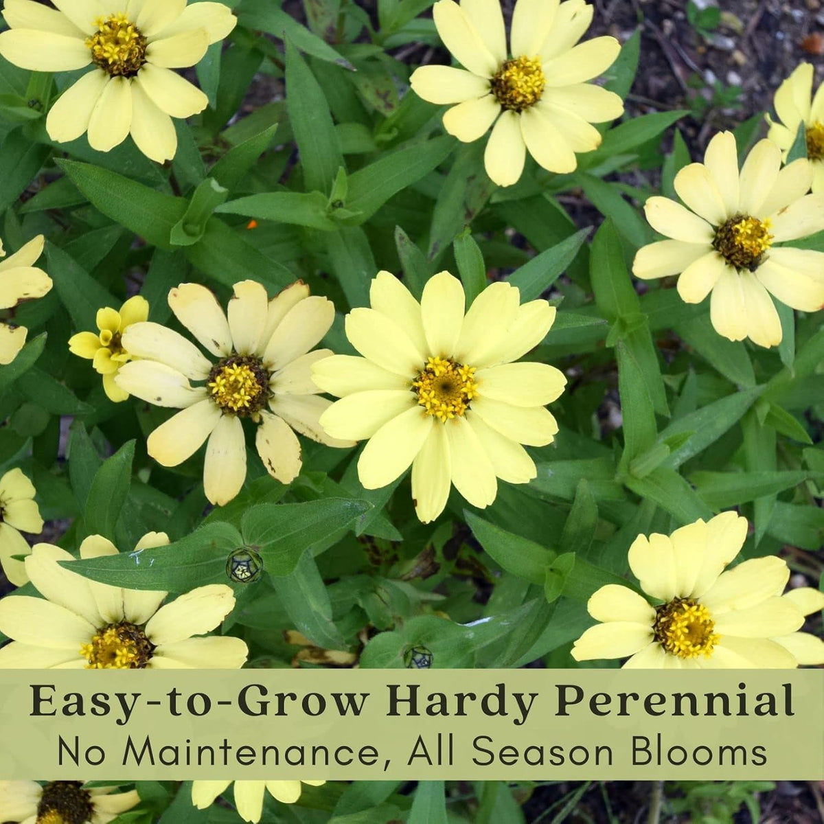 Clovers Garden Coreopsis Moonbeam (Tickseed) Plants – Two (2) Live Plants – Non-GMO - Not Seeds - Each 4" to 8" Tall –