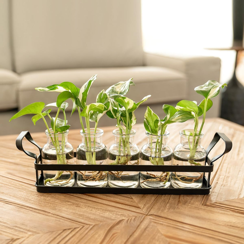 Mkono Propagation Stations, 5 Jars Desktop Glass Plant Terrarium with Stand | Flower Vase, Hydroponic Cuttings, Easy