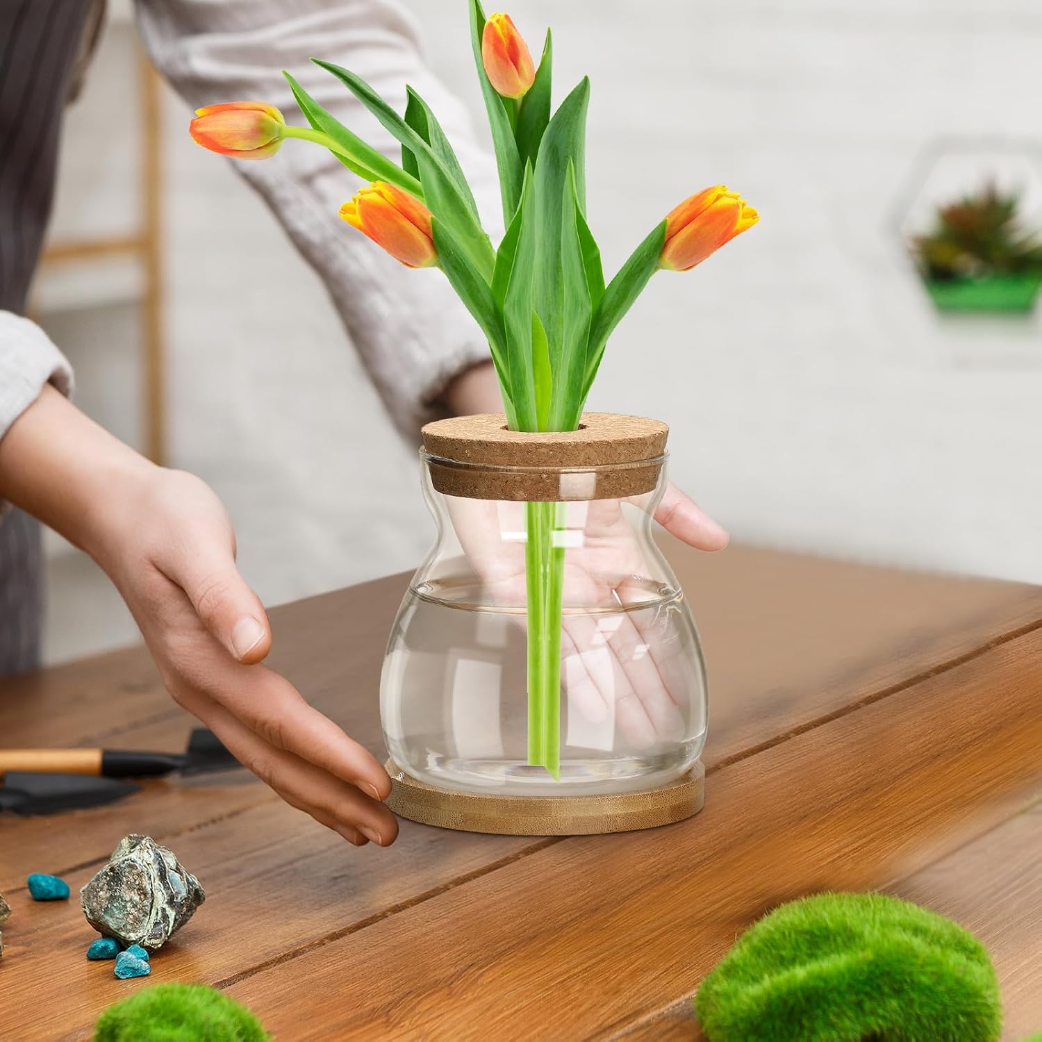 Beeveer 6 Pcs Plants Propagation Station Separated Desktop Plant Terrarium with Wood Lid and Stand, 3 Sizes Glass
