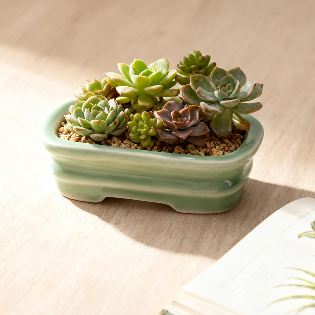 5-Pack Bonsai Pots with Drainage, 5" Shallow Red & White Planters | Glazed ceramic bonsai pot with drainage hole, small